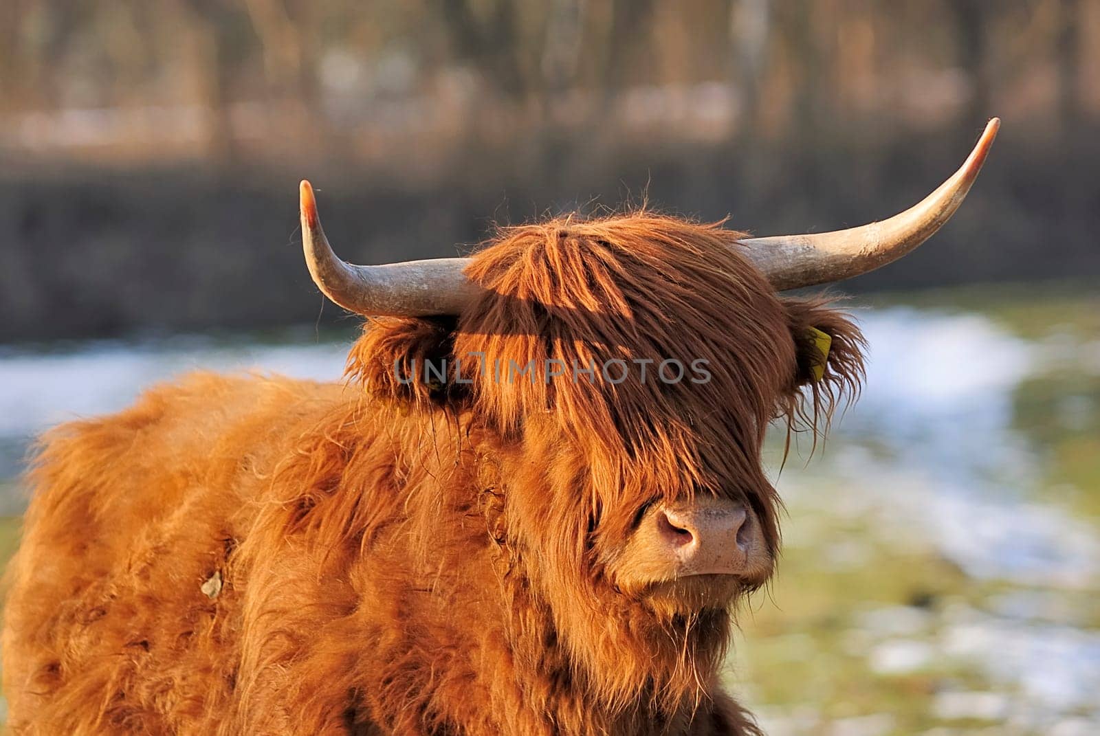 Shadow cattle