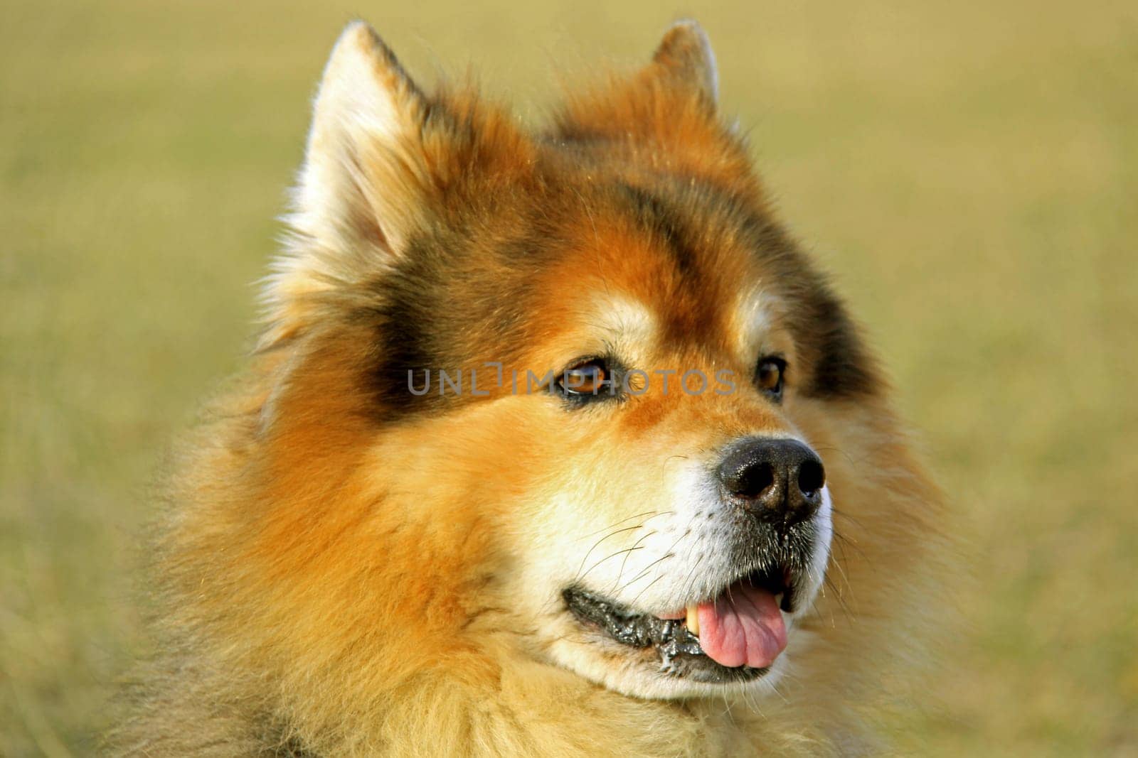 Eurasier male