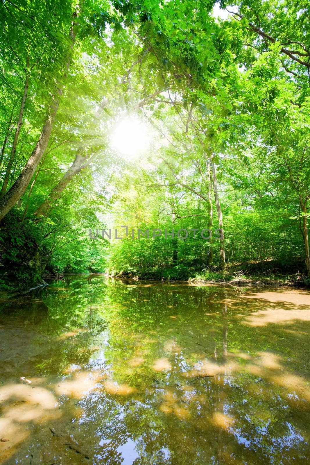 Sunshine in the forest
