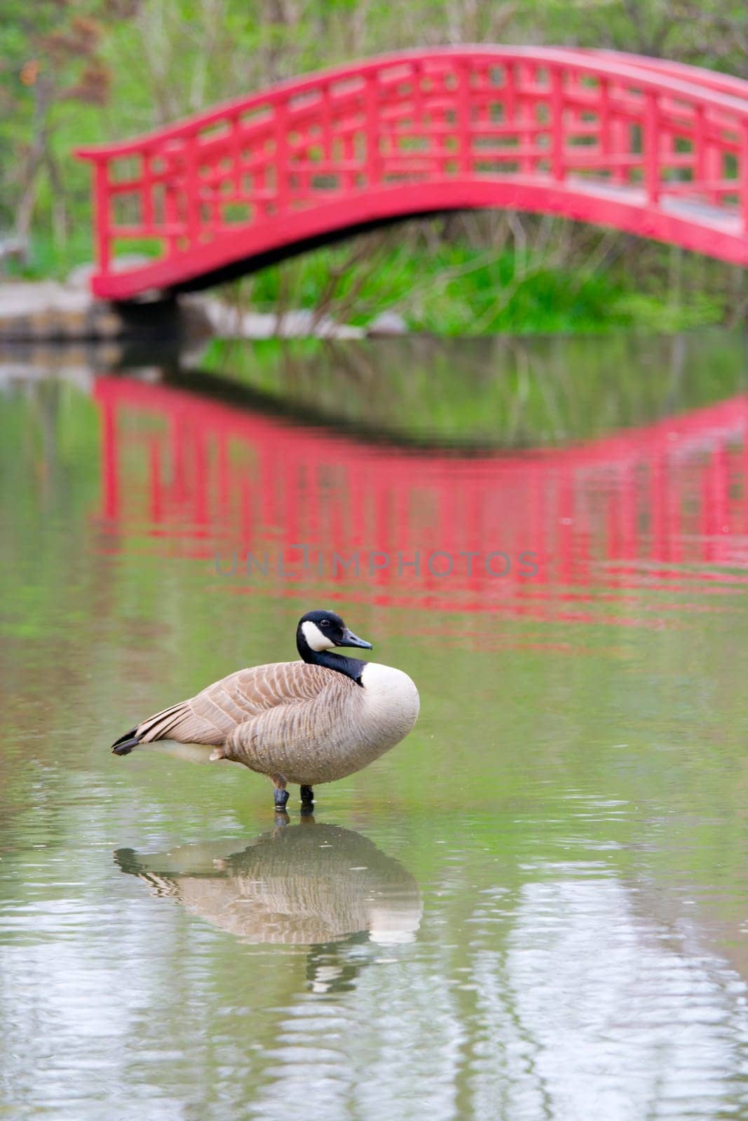 Pond