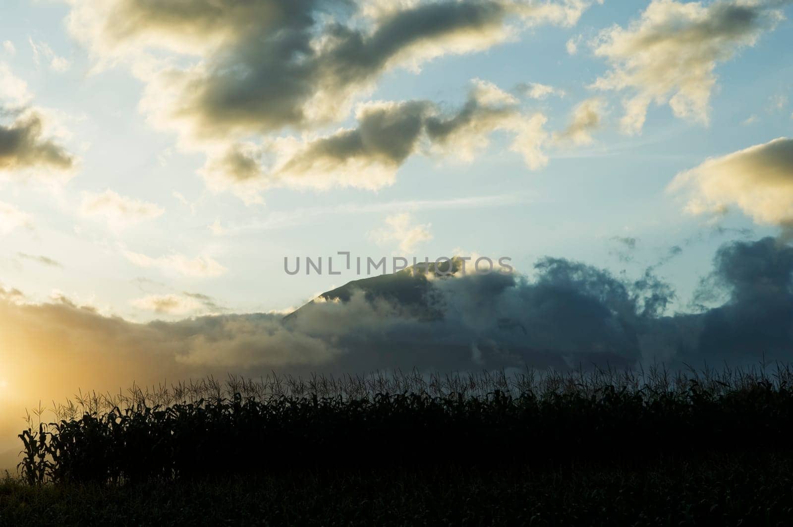 Corn field at sunset