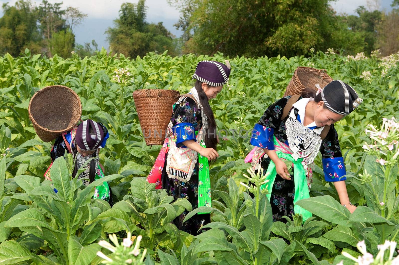 Hmong of Asia harvesting tobacco
