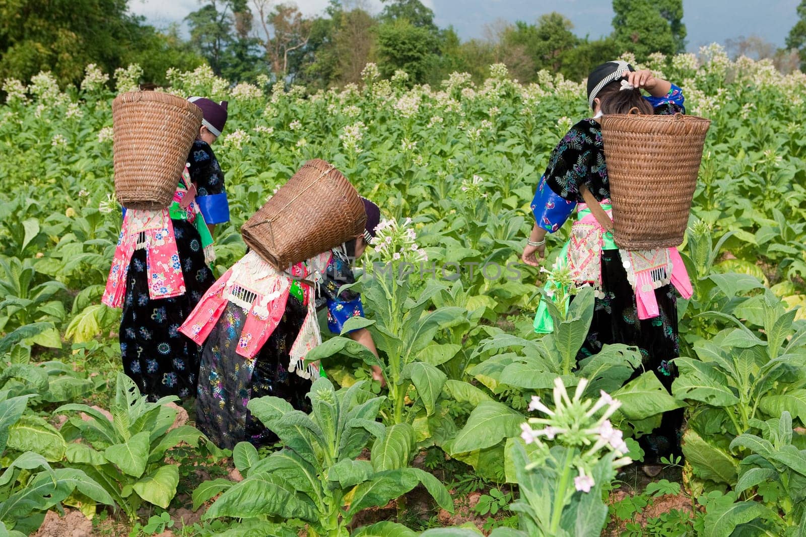 Hmong of Asia harvesting tobacco