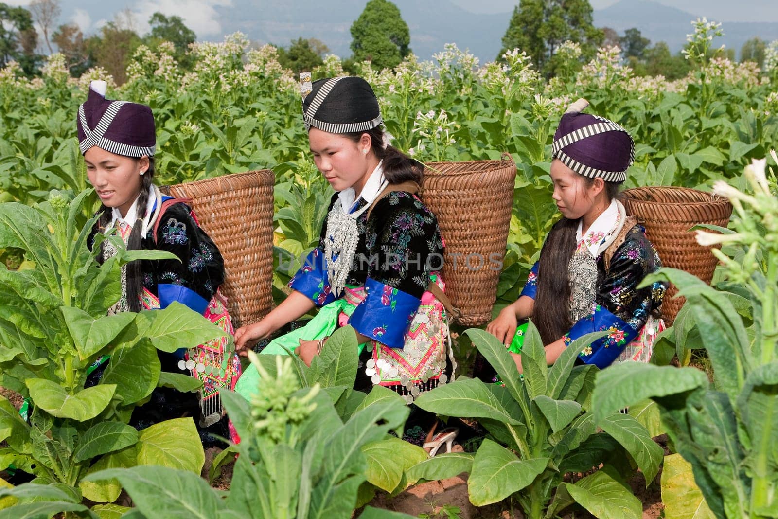 Hmong of Asia harvesting tobacco