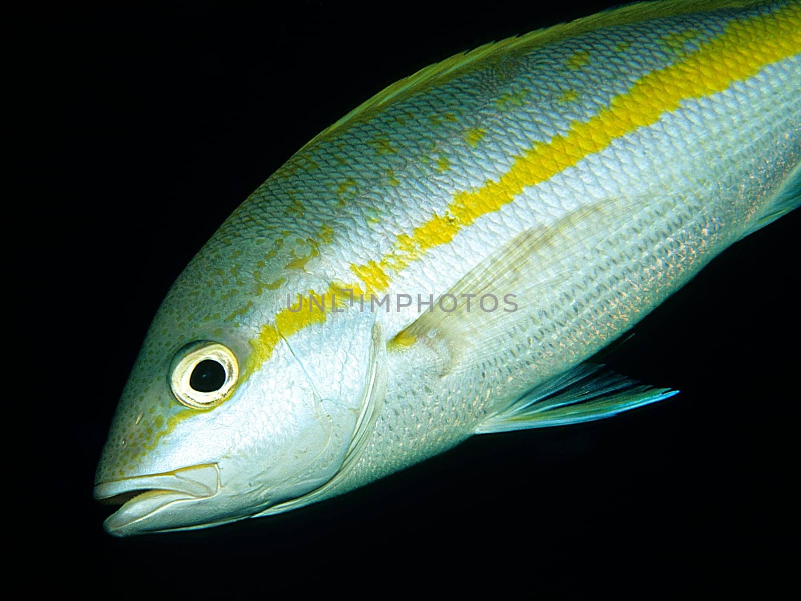 Yellowtail Snapper