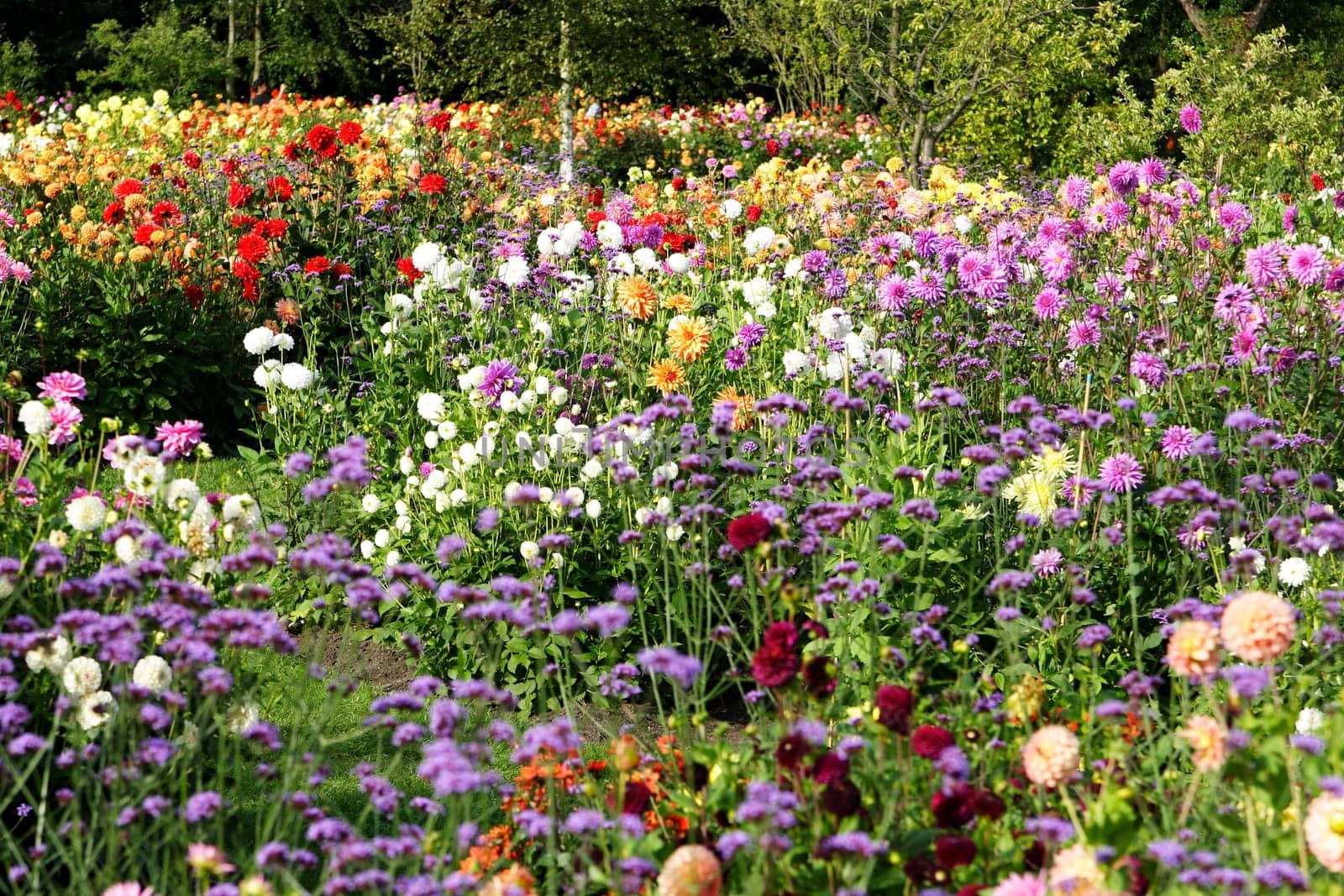 Sea of flowers of colorful summer flowers