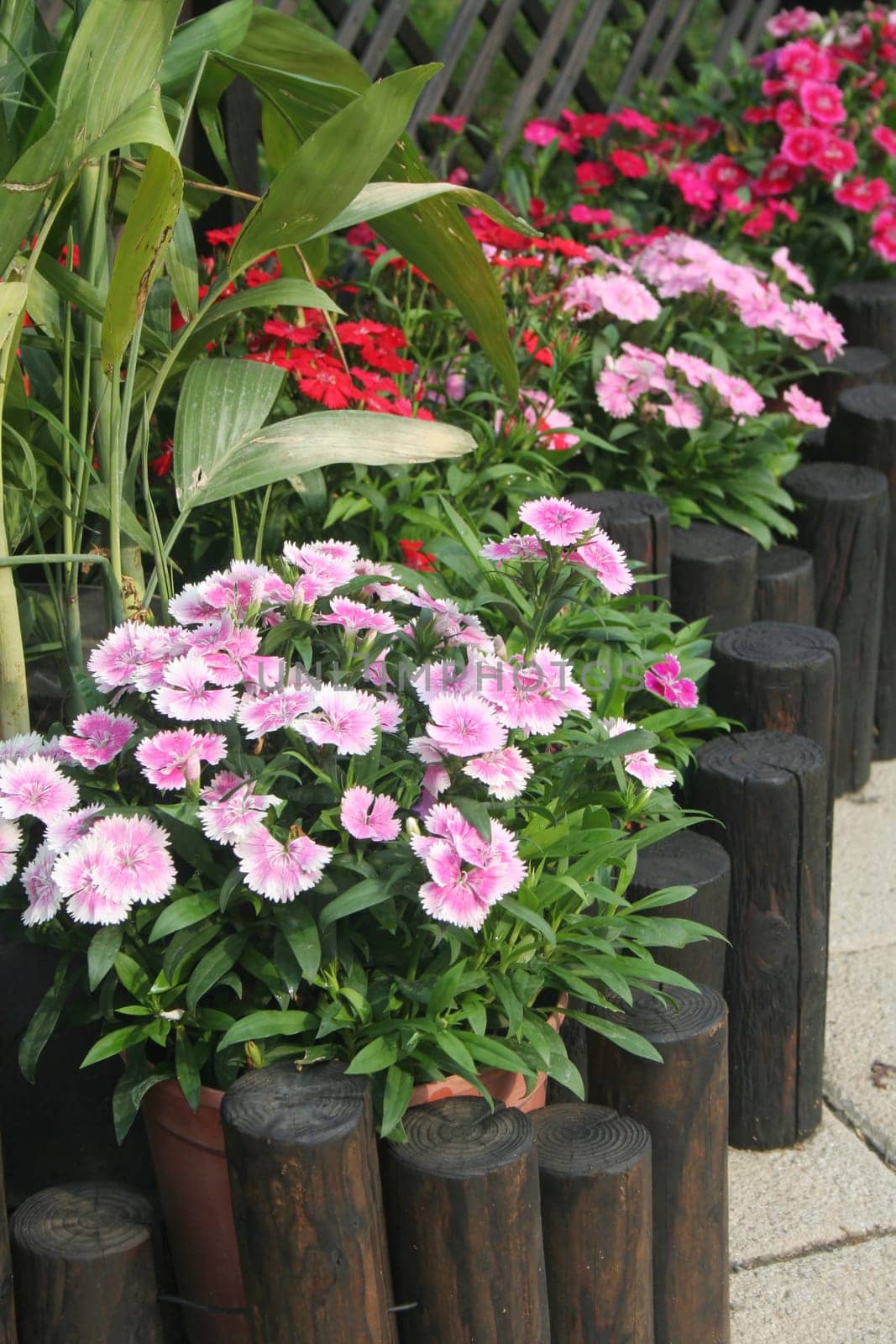 Patio landscaping