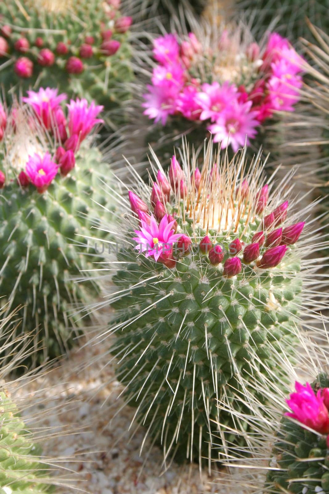 Cactus flowers