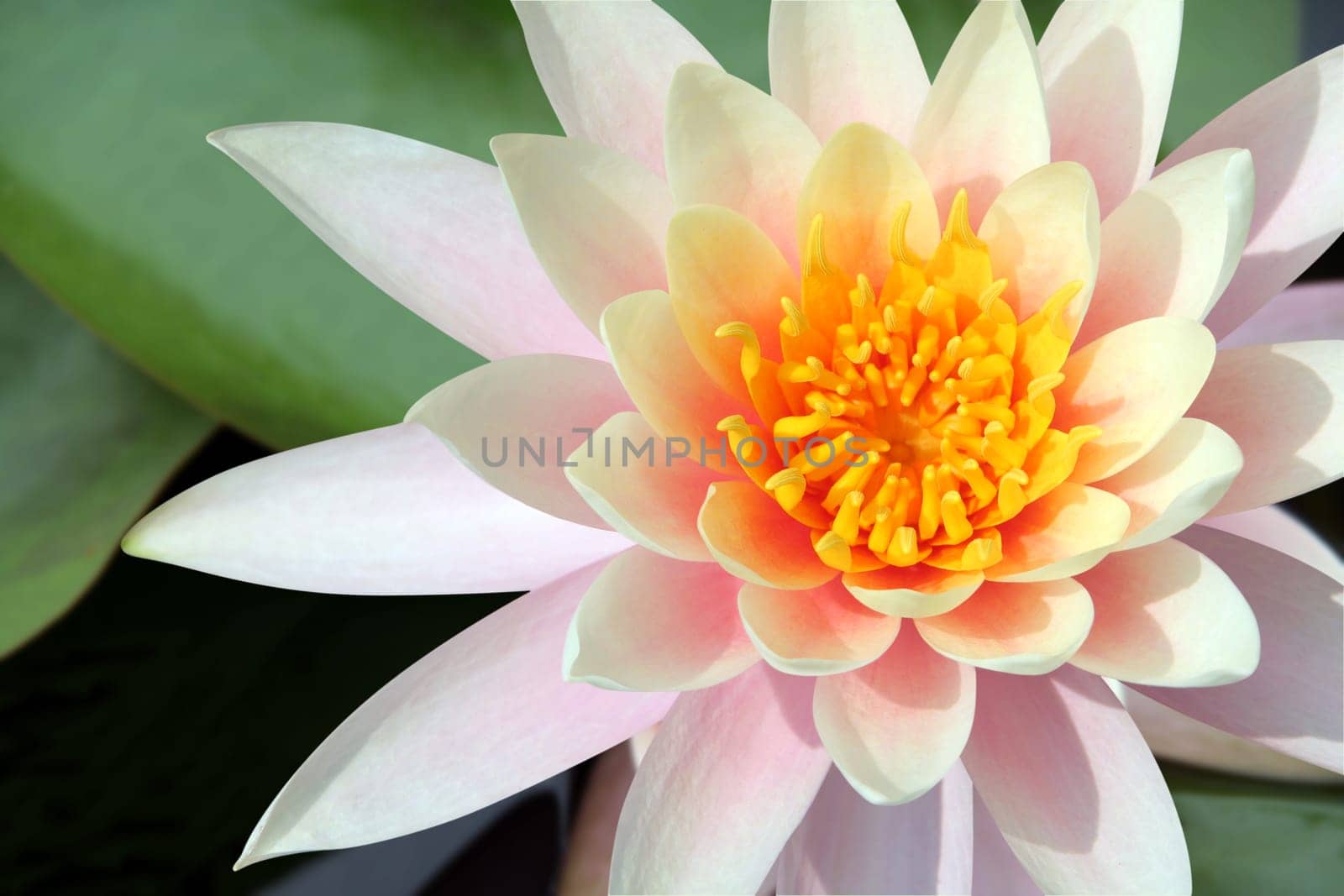 Water Lily