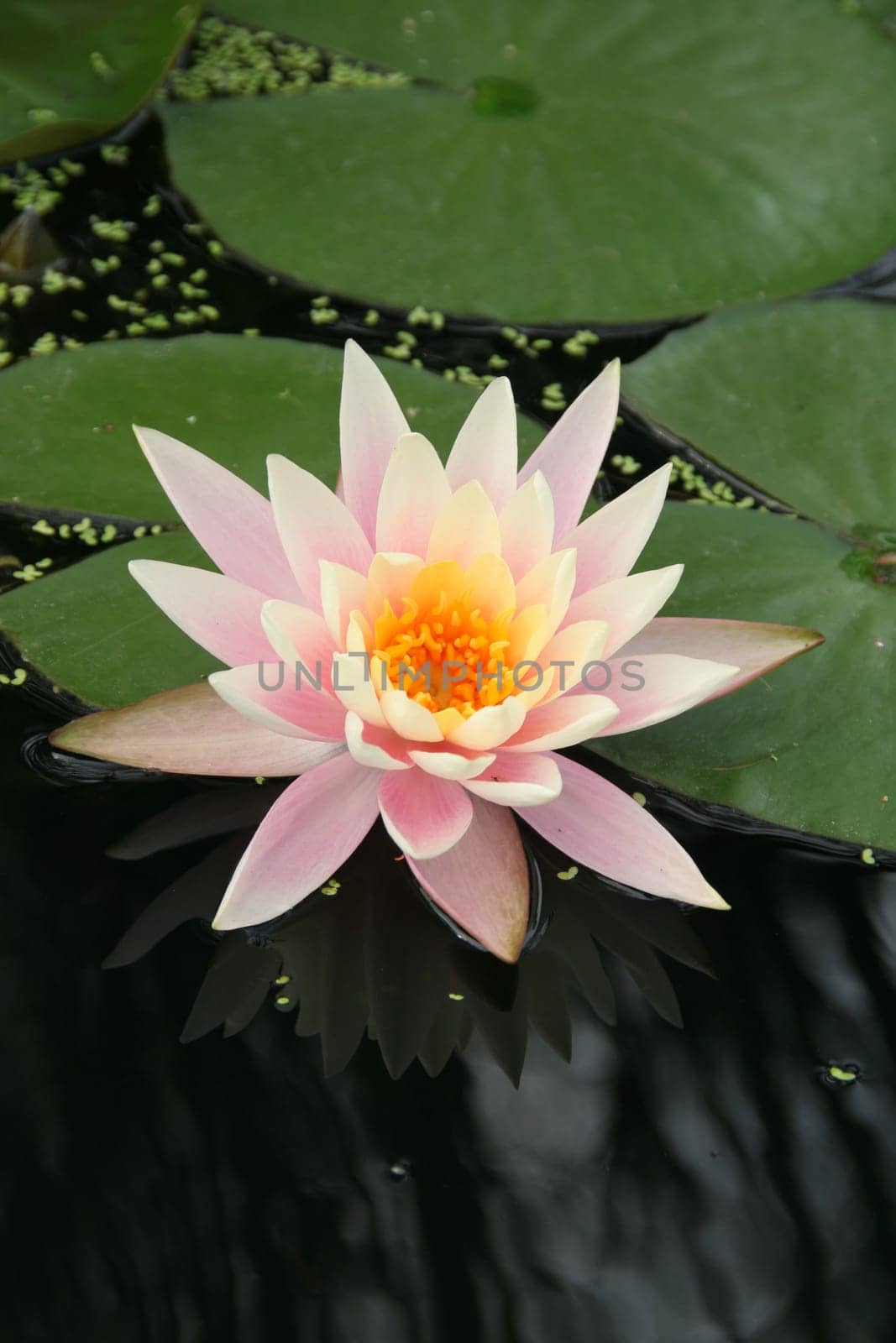 Water Lily