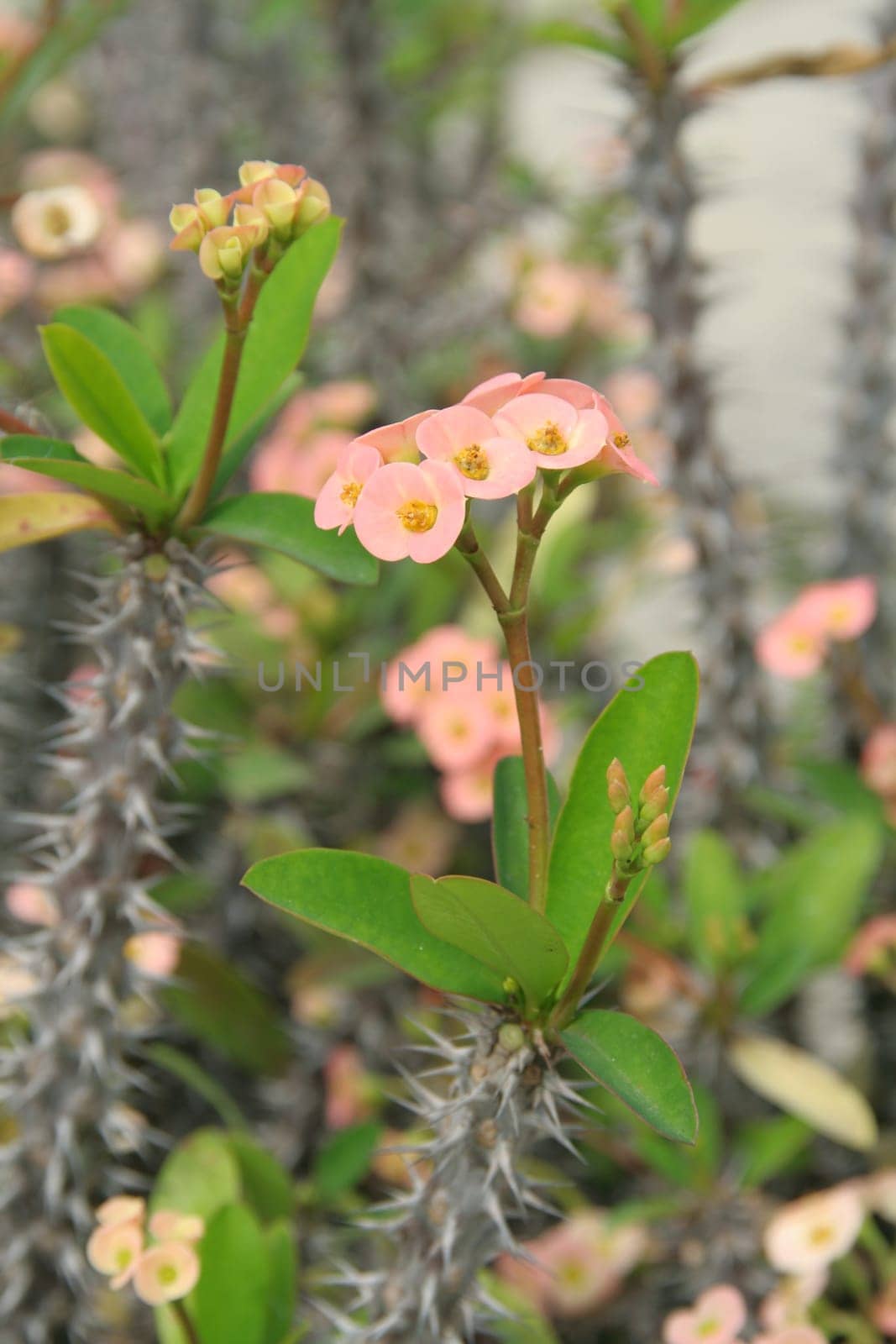 Euphorbia - “crown of thorns” plant