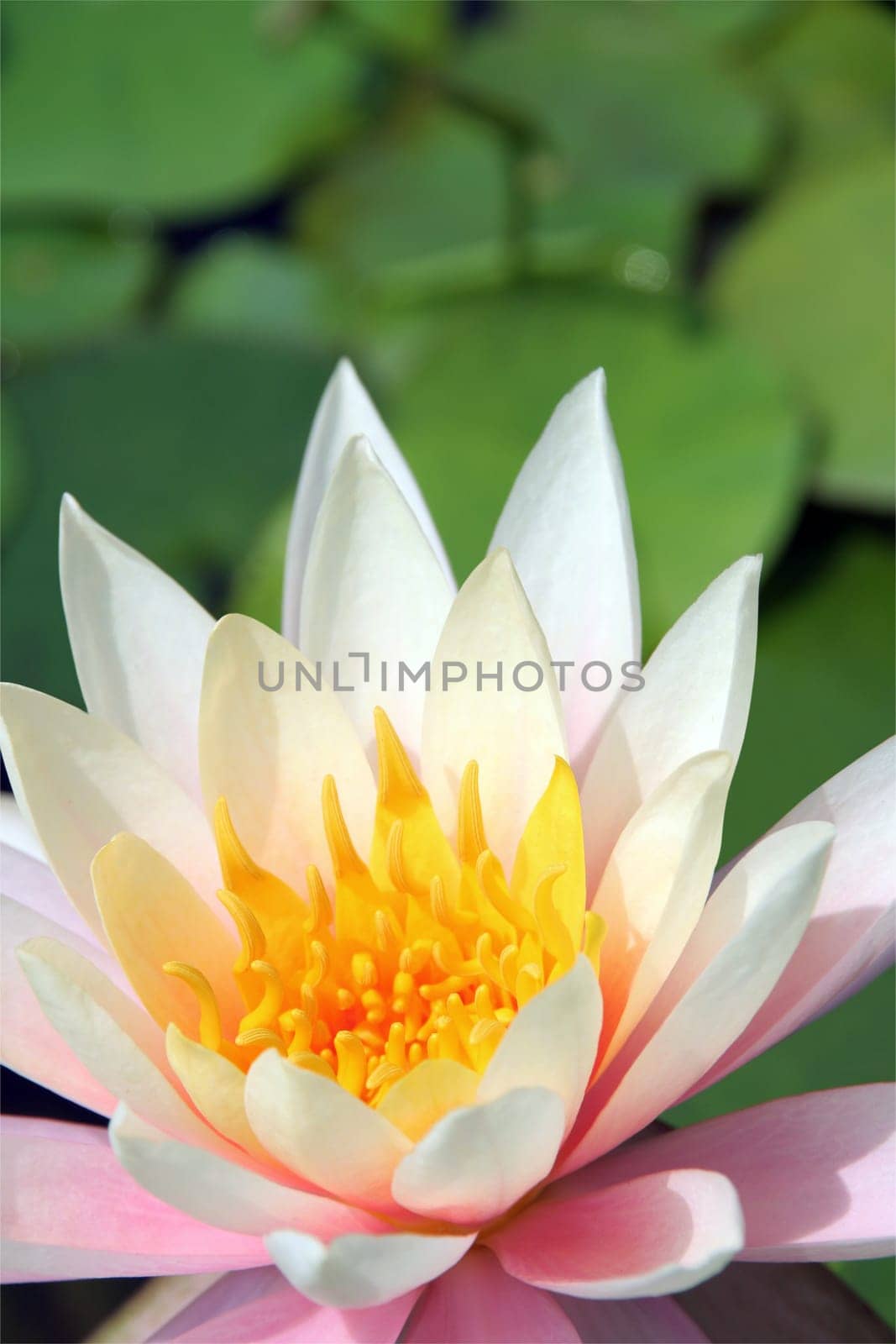 Water Lily