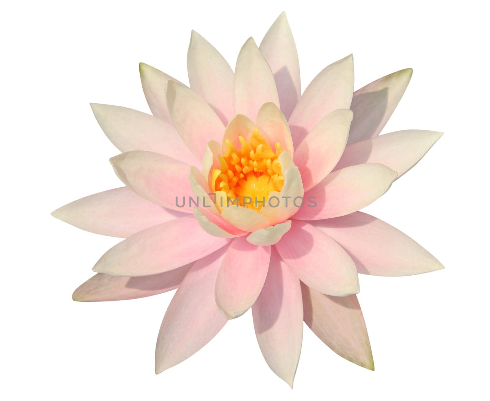 Water Lily on white – clipping path incl