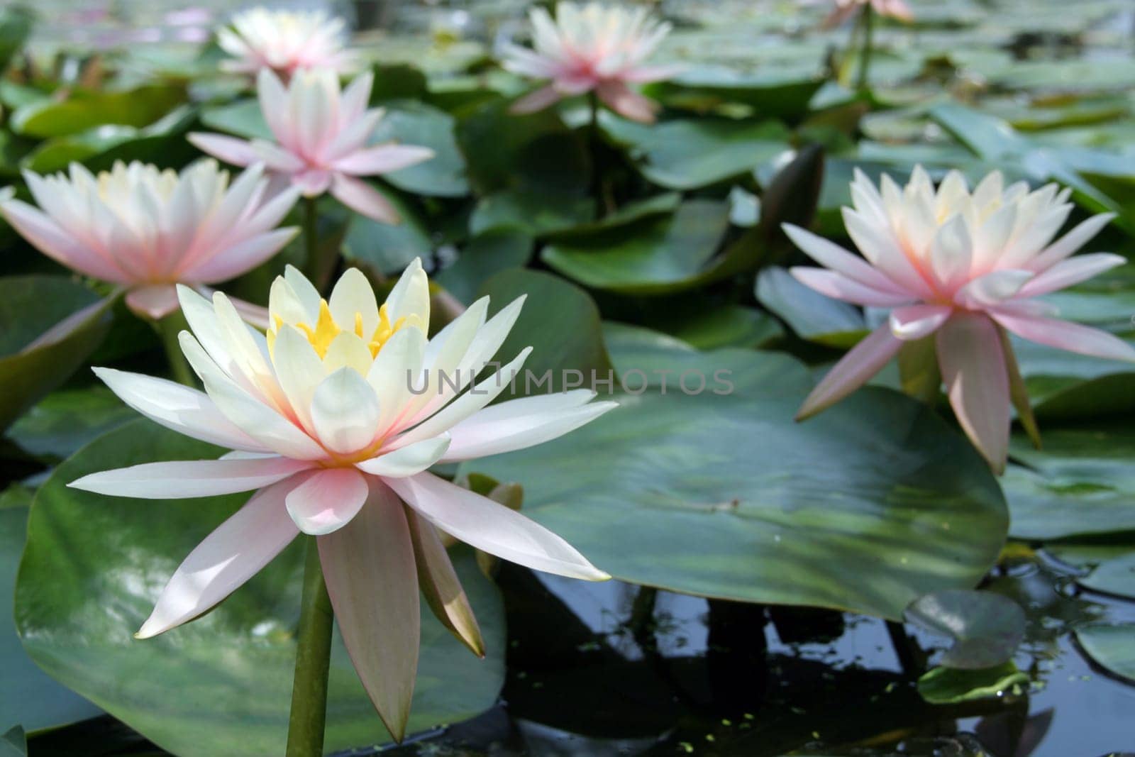 Water Lily