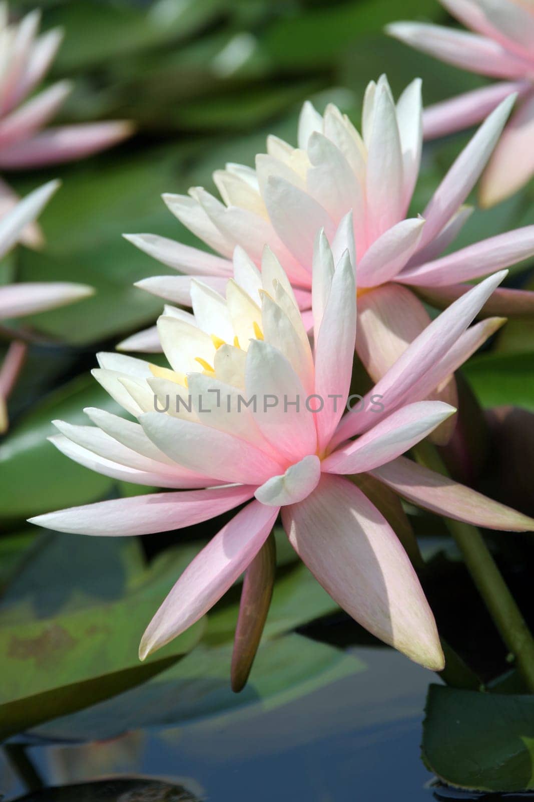 Water Lily