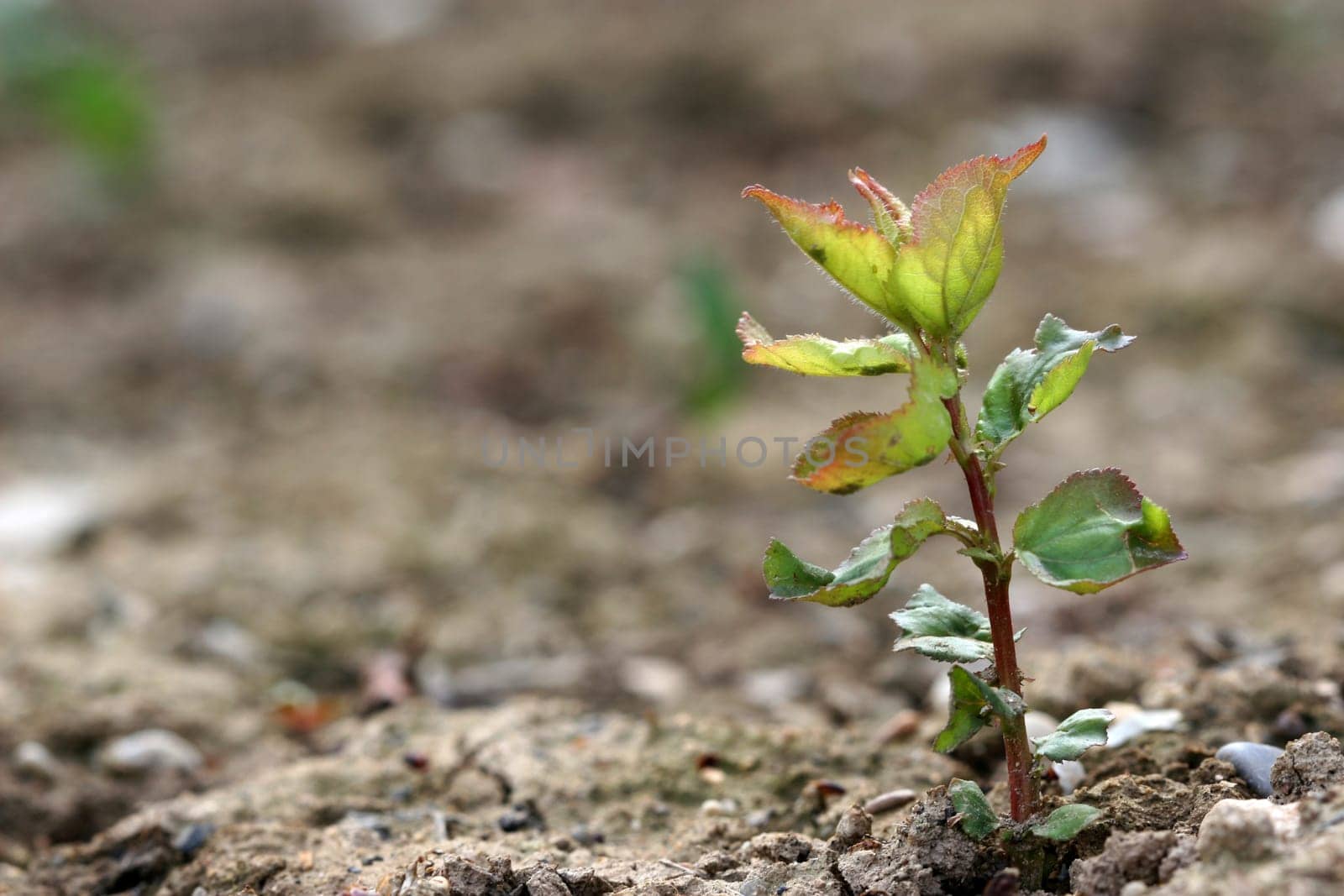 green plant