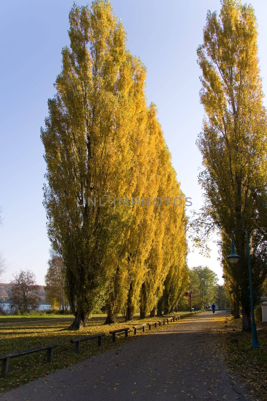 Poplar Alley