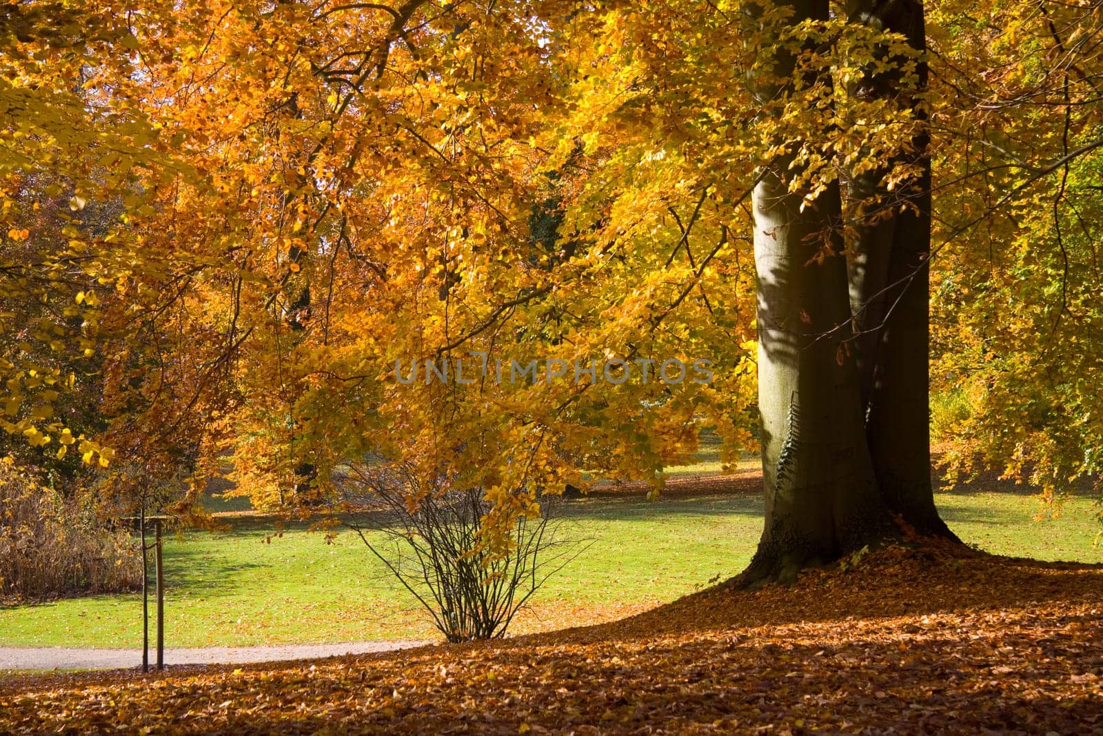 Gold Park