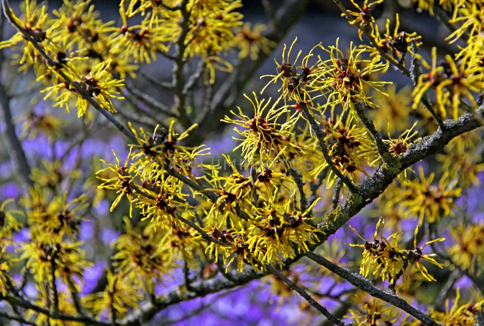 Witch hazel flowers