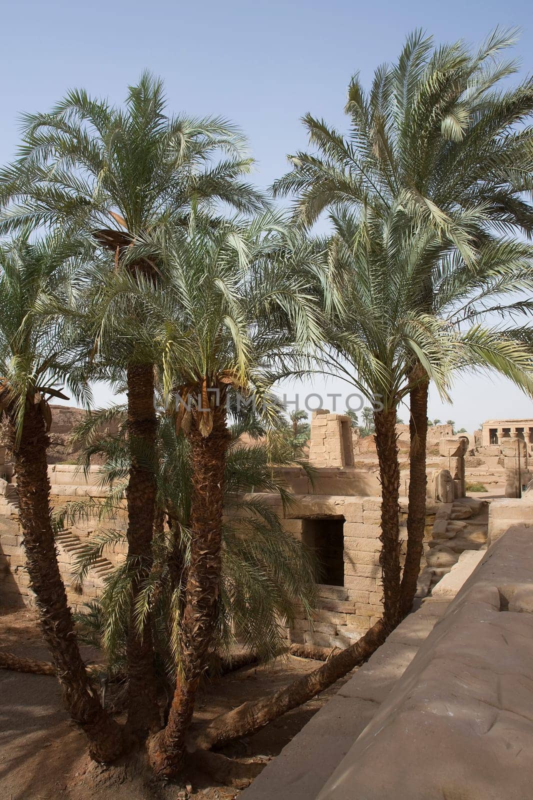 Palm trees at the temple in Dendera in Egypt