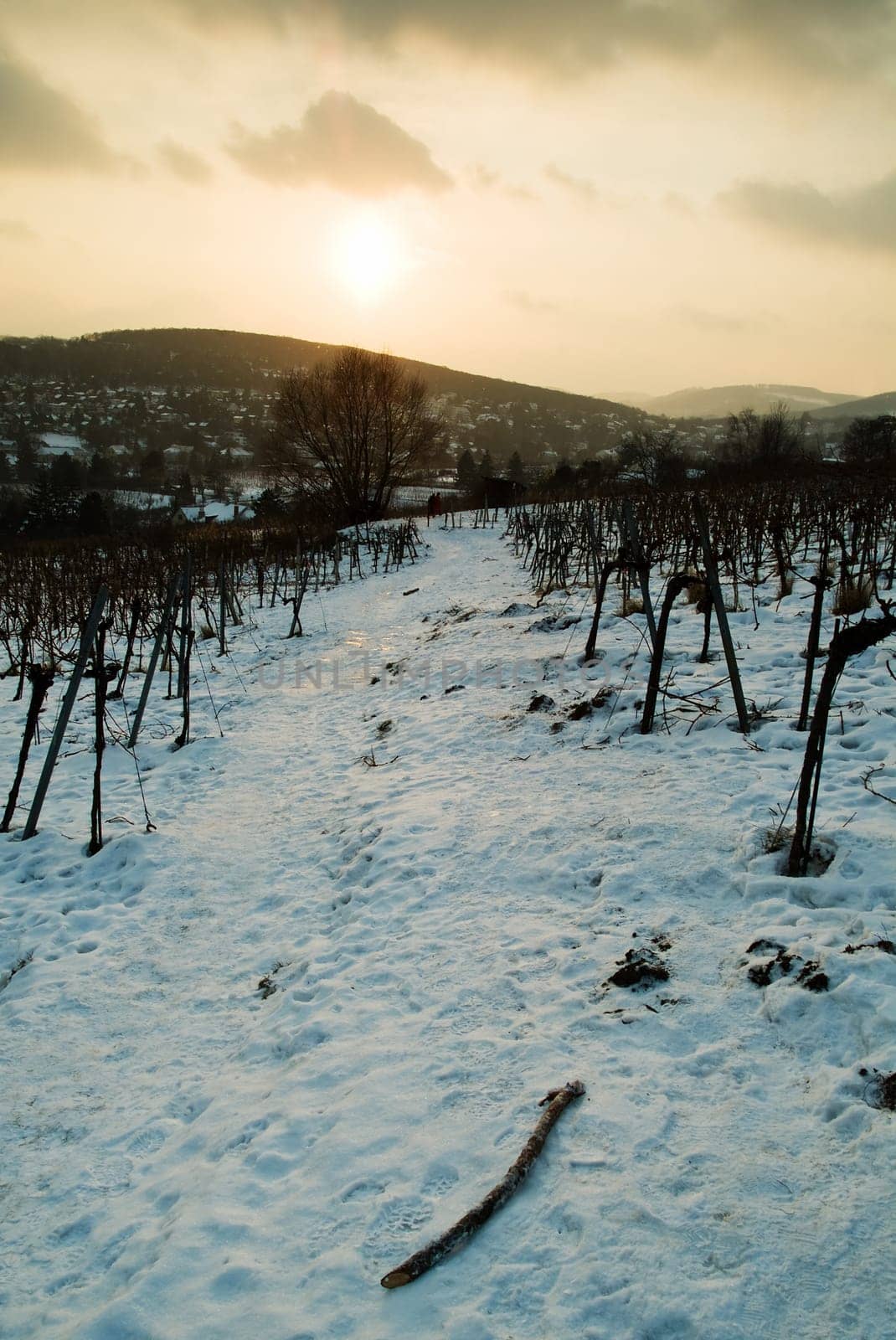 Path in the vineyard