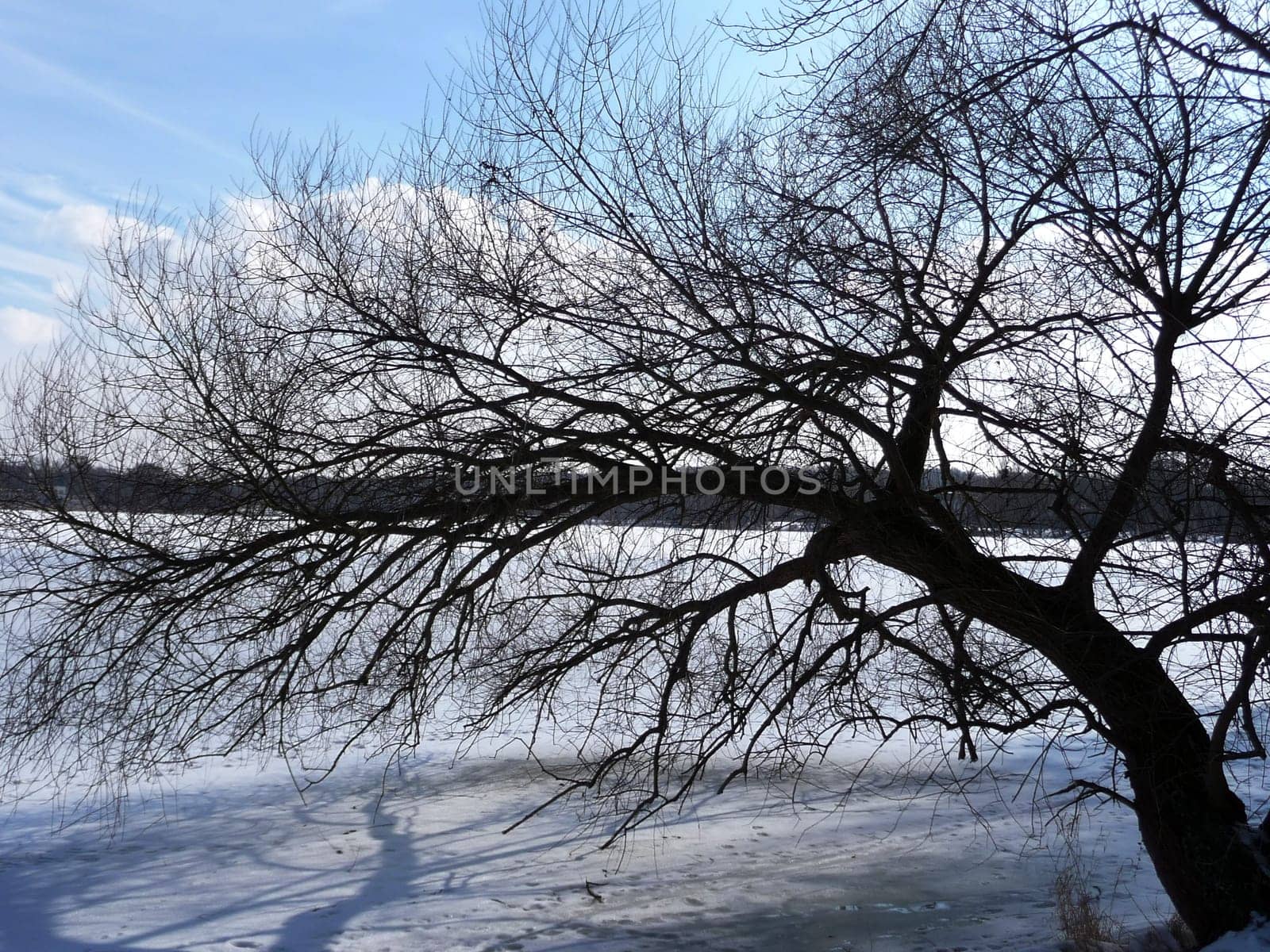 Tree by the lake