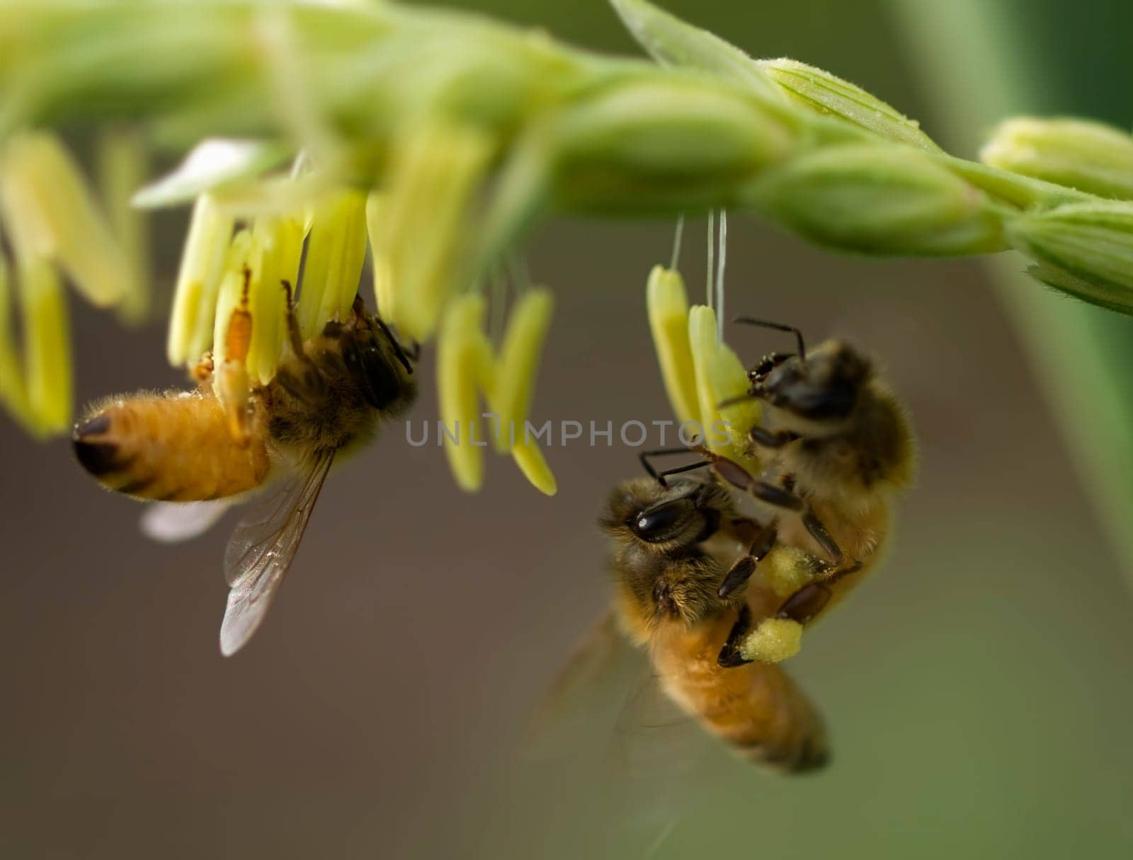 honey bees on corn flower working
