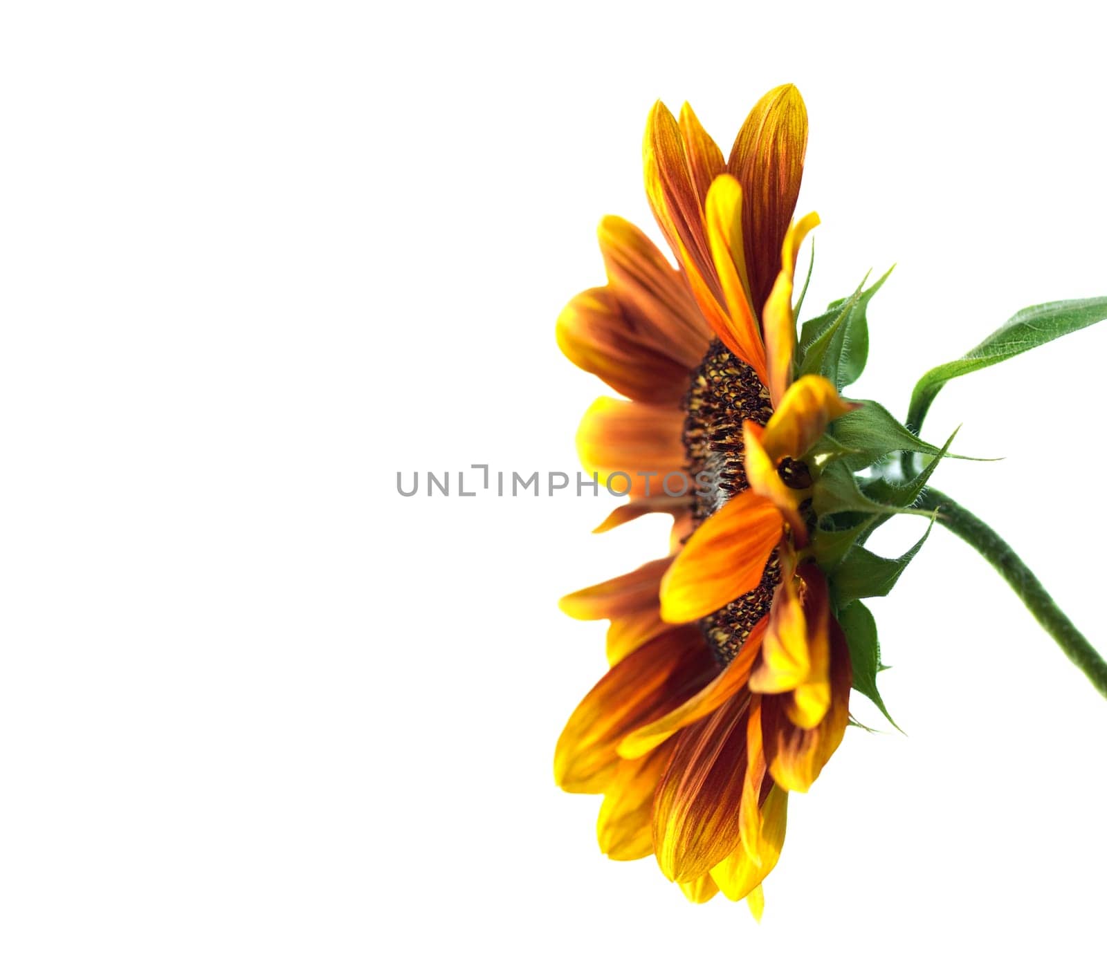 sunflower Helianthus annuus over white