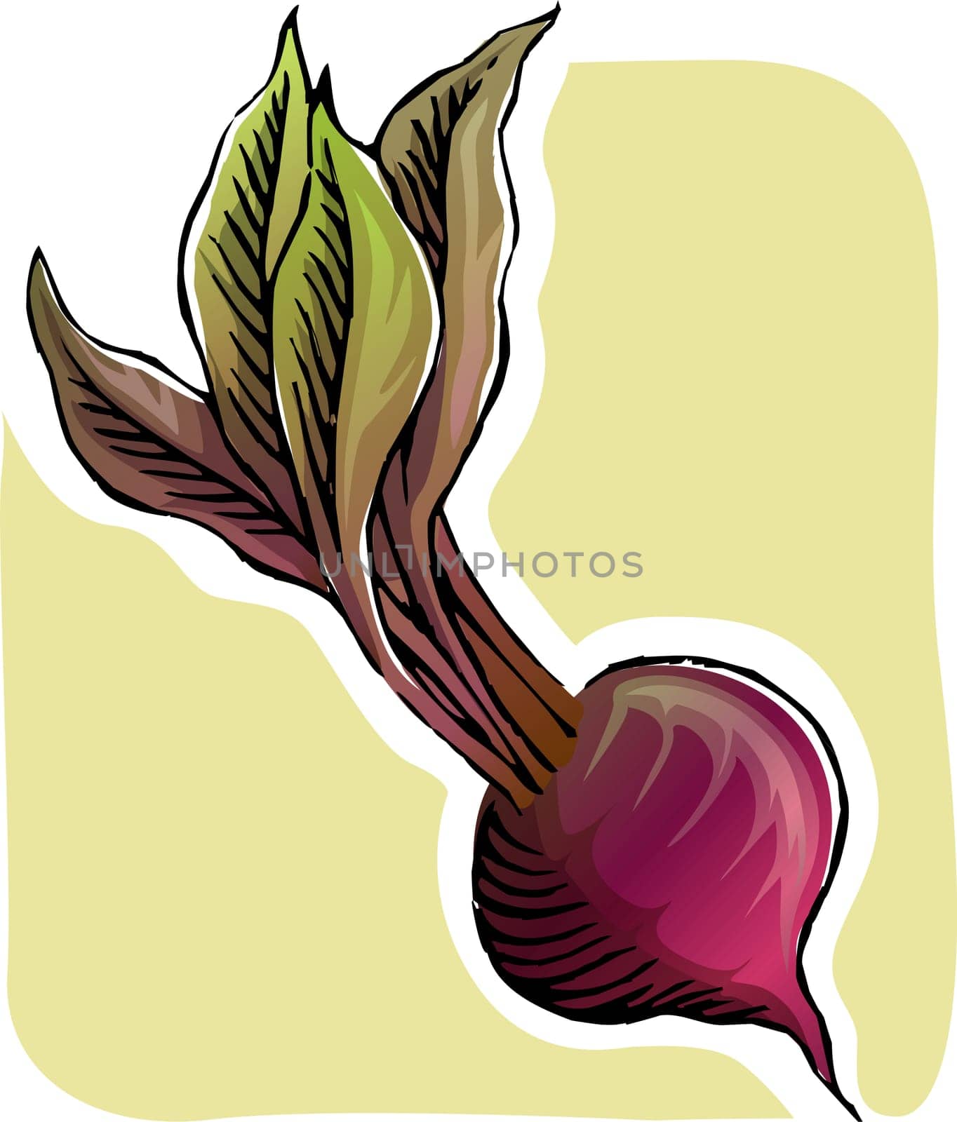 Beet root