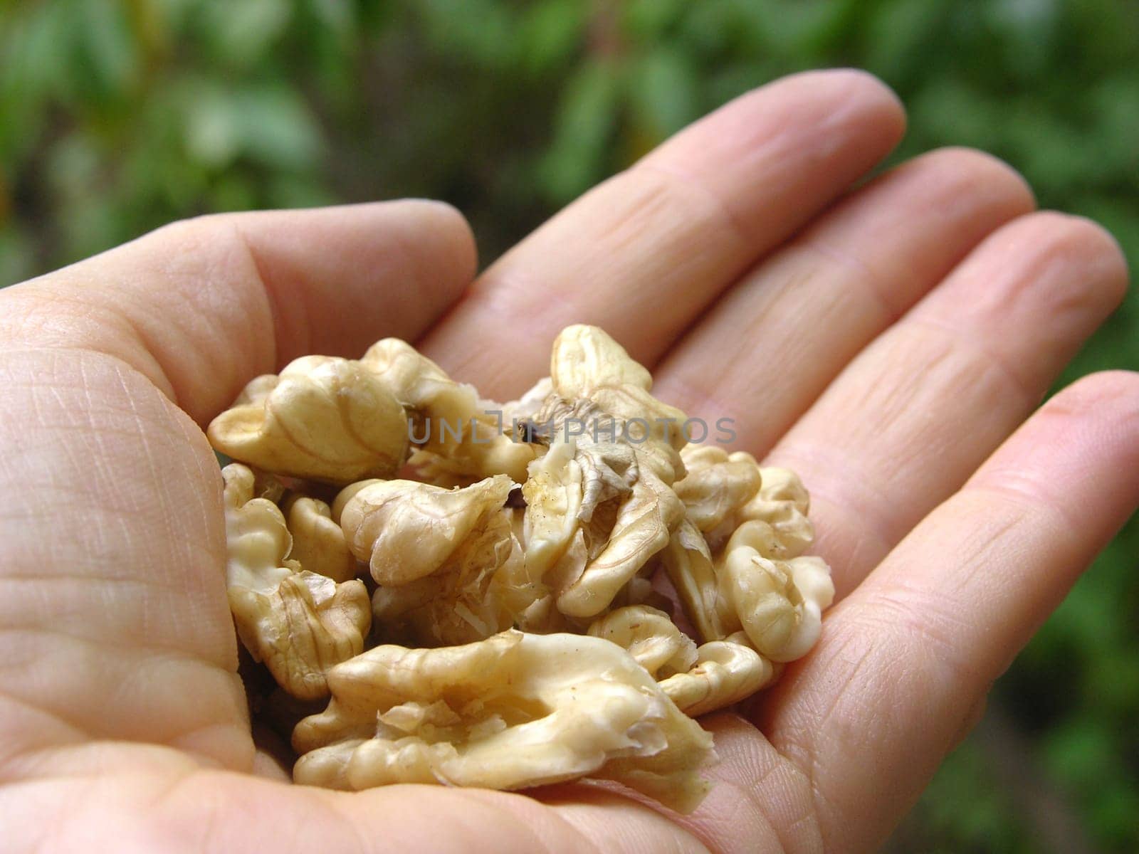 Walnut kernels in the palm of the hand