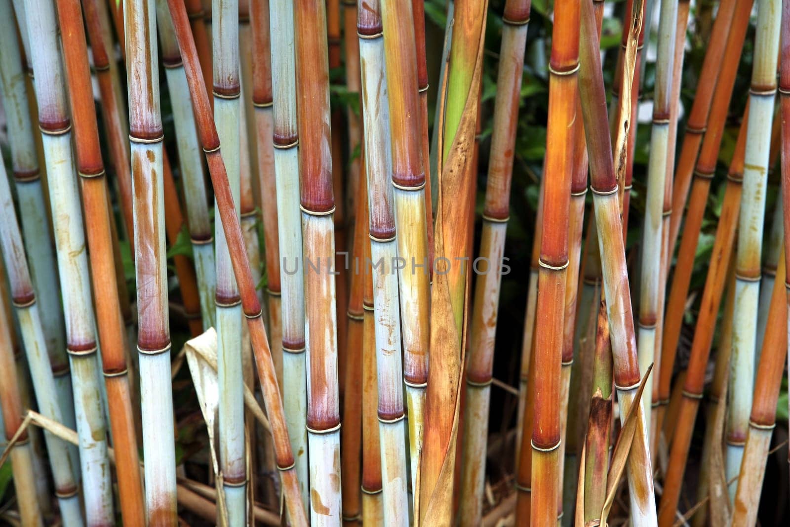 Bamboo