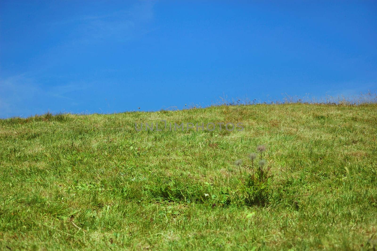 Grass and sky background