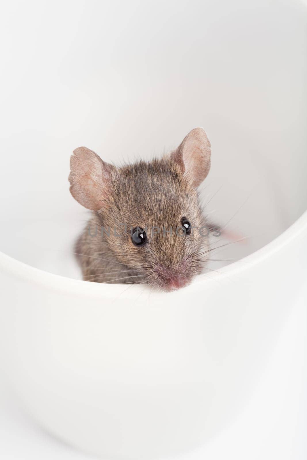 mouse in a cup