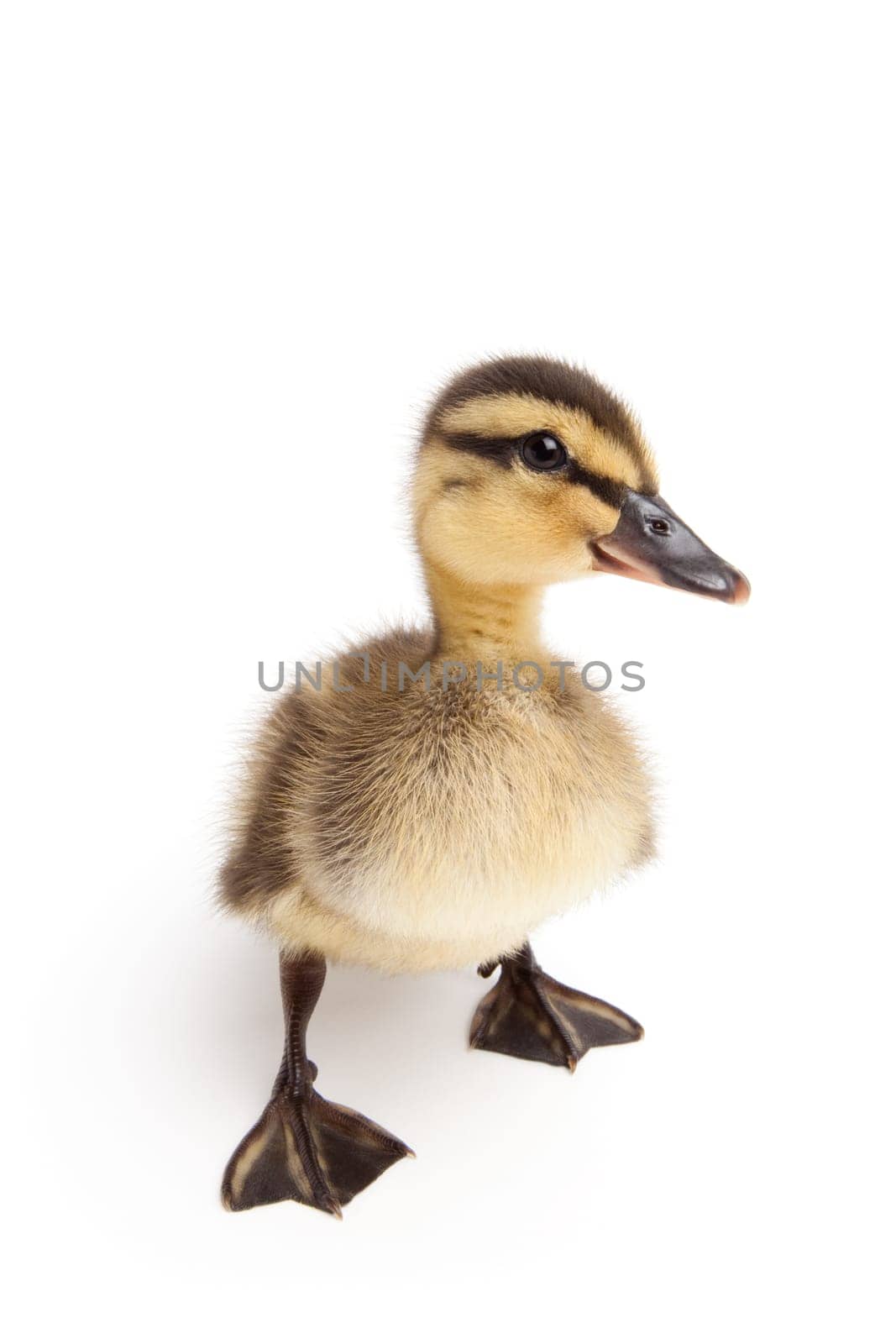 duckling standing isolated on white
