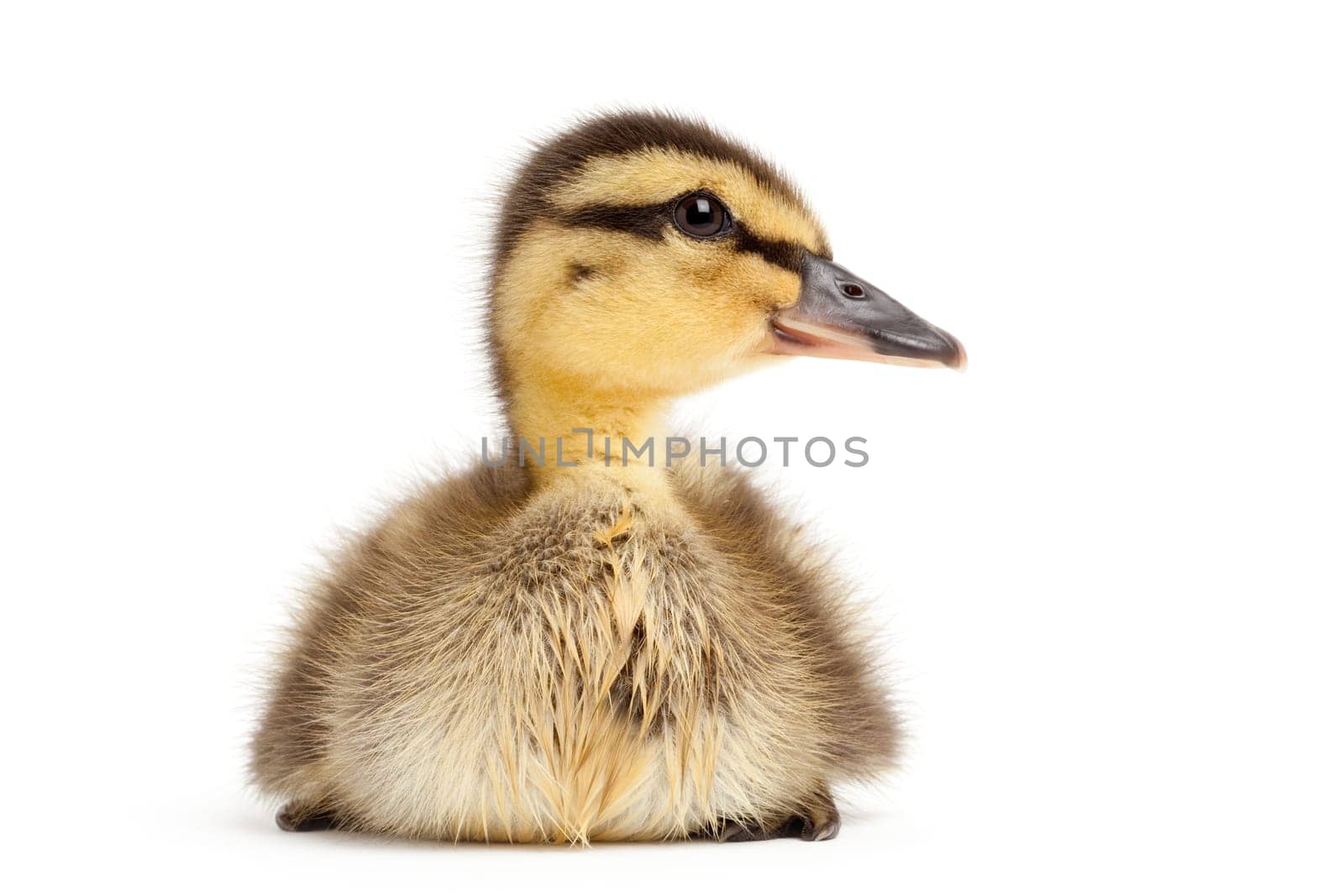 duck isolated on white