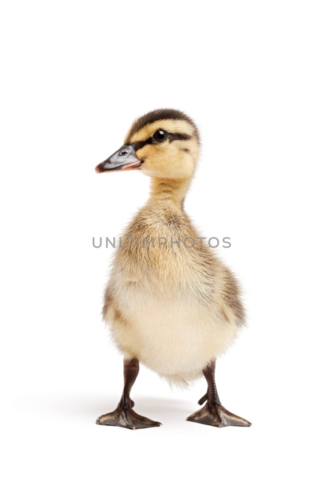 duck isolated on white