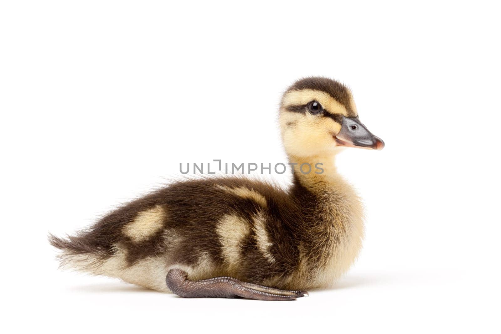 ducking isolated on white - mallard