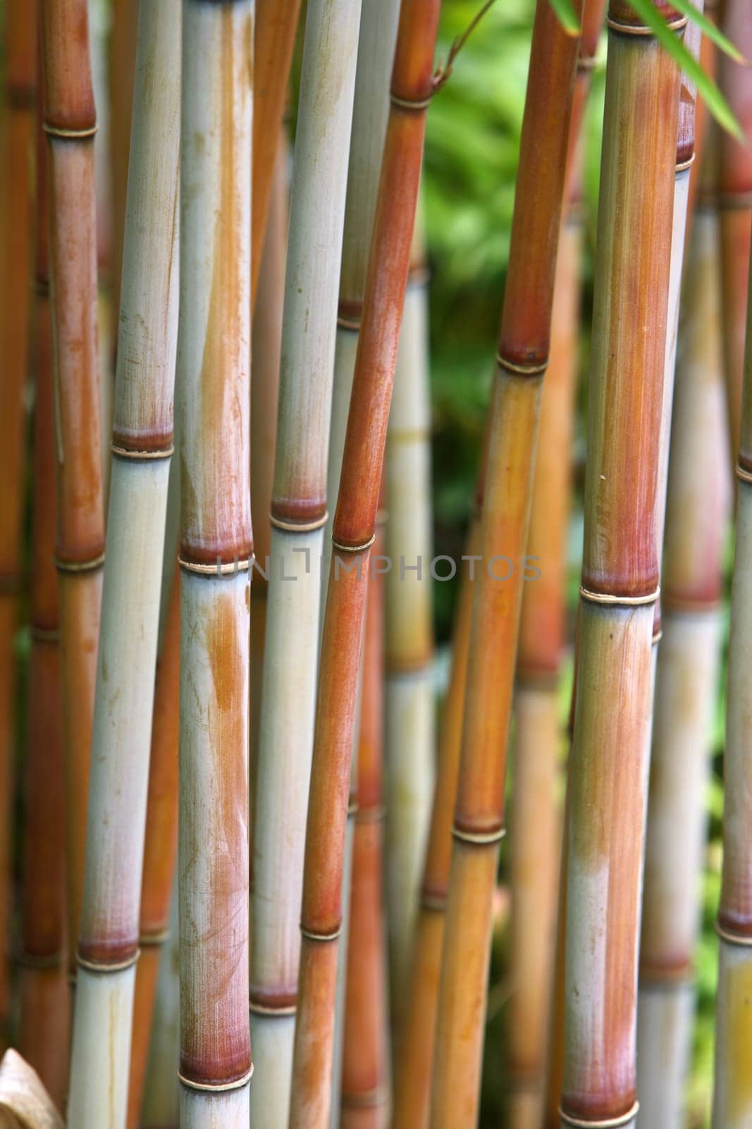 Bamboo