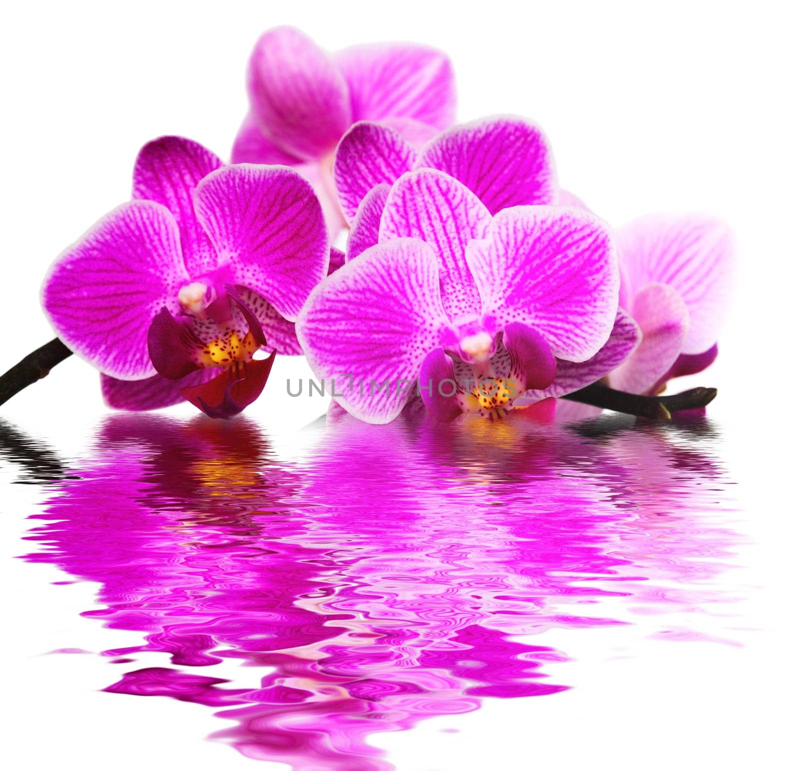 pink orchid