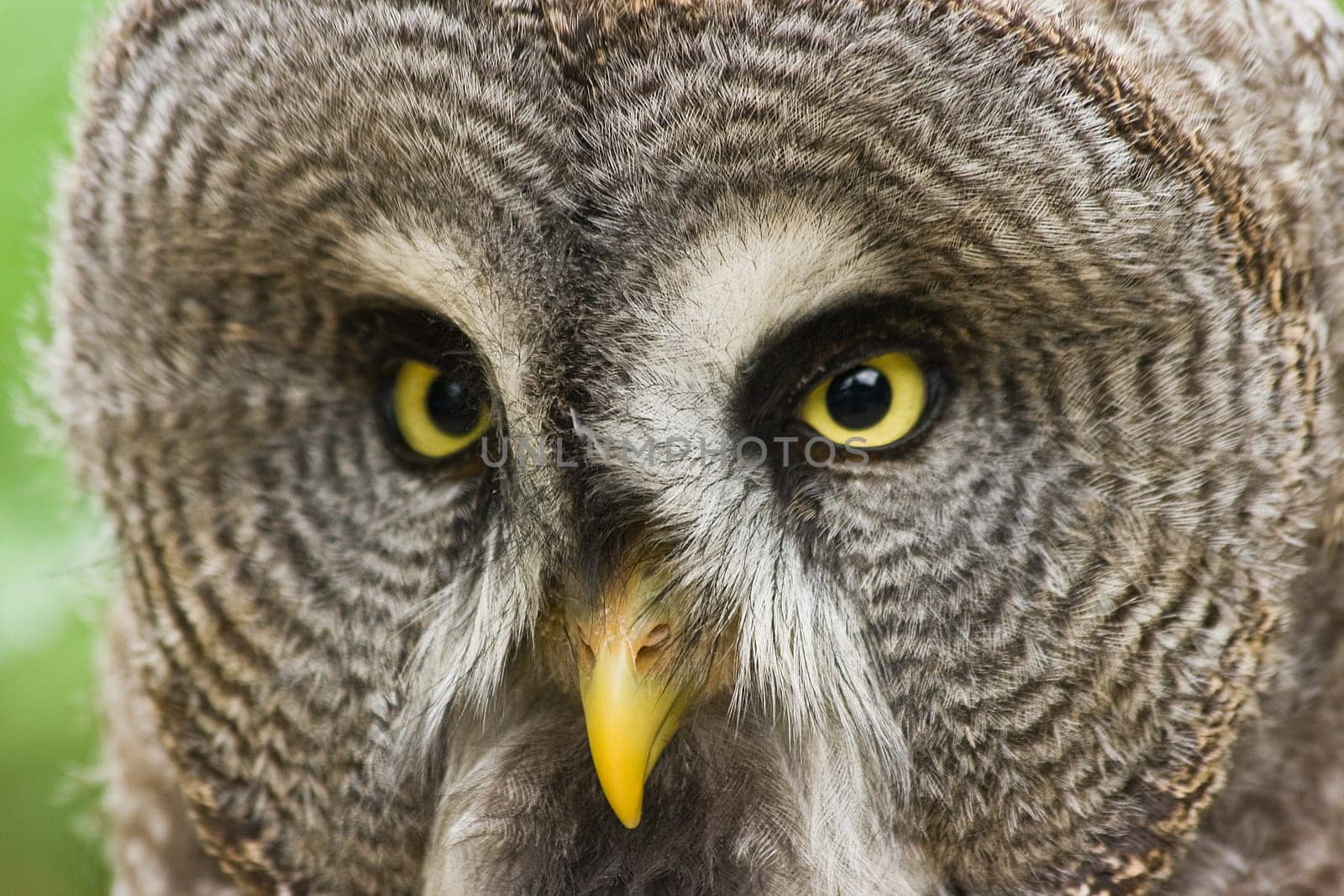Great grey owl