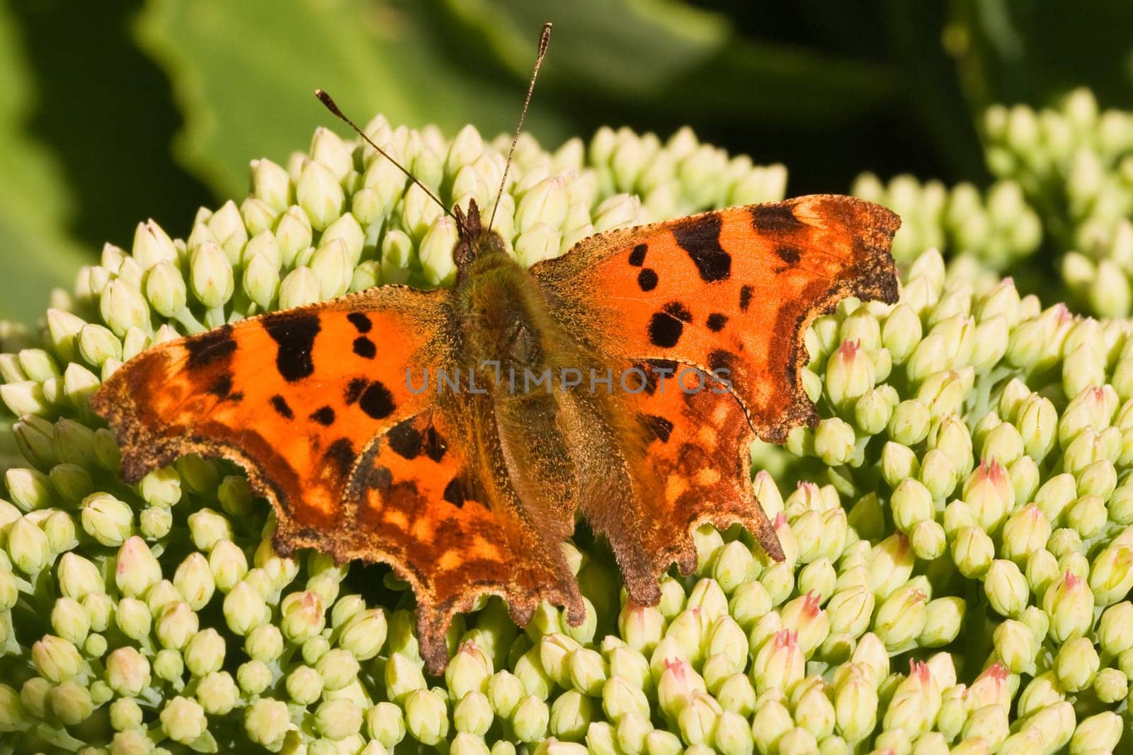 Comma on sedum flower buds in the sun