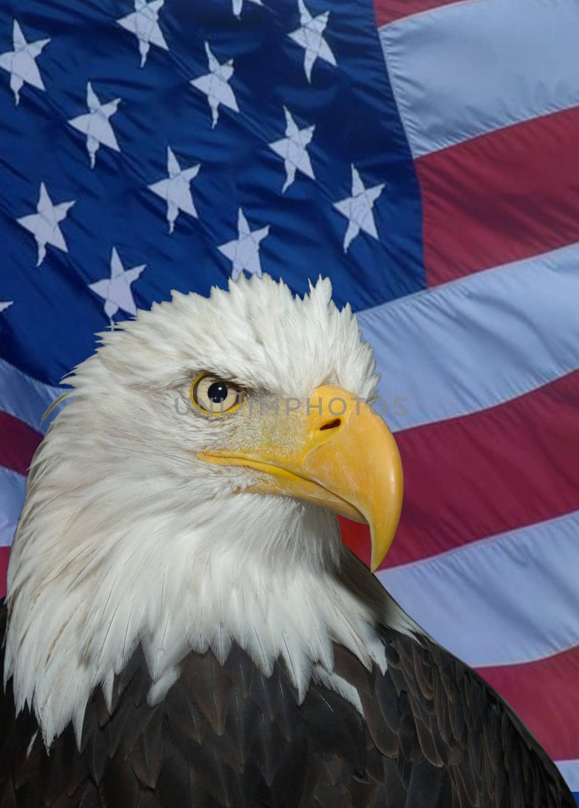 American Bald Headed Eagle