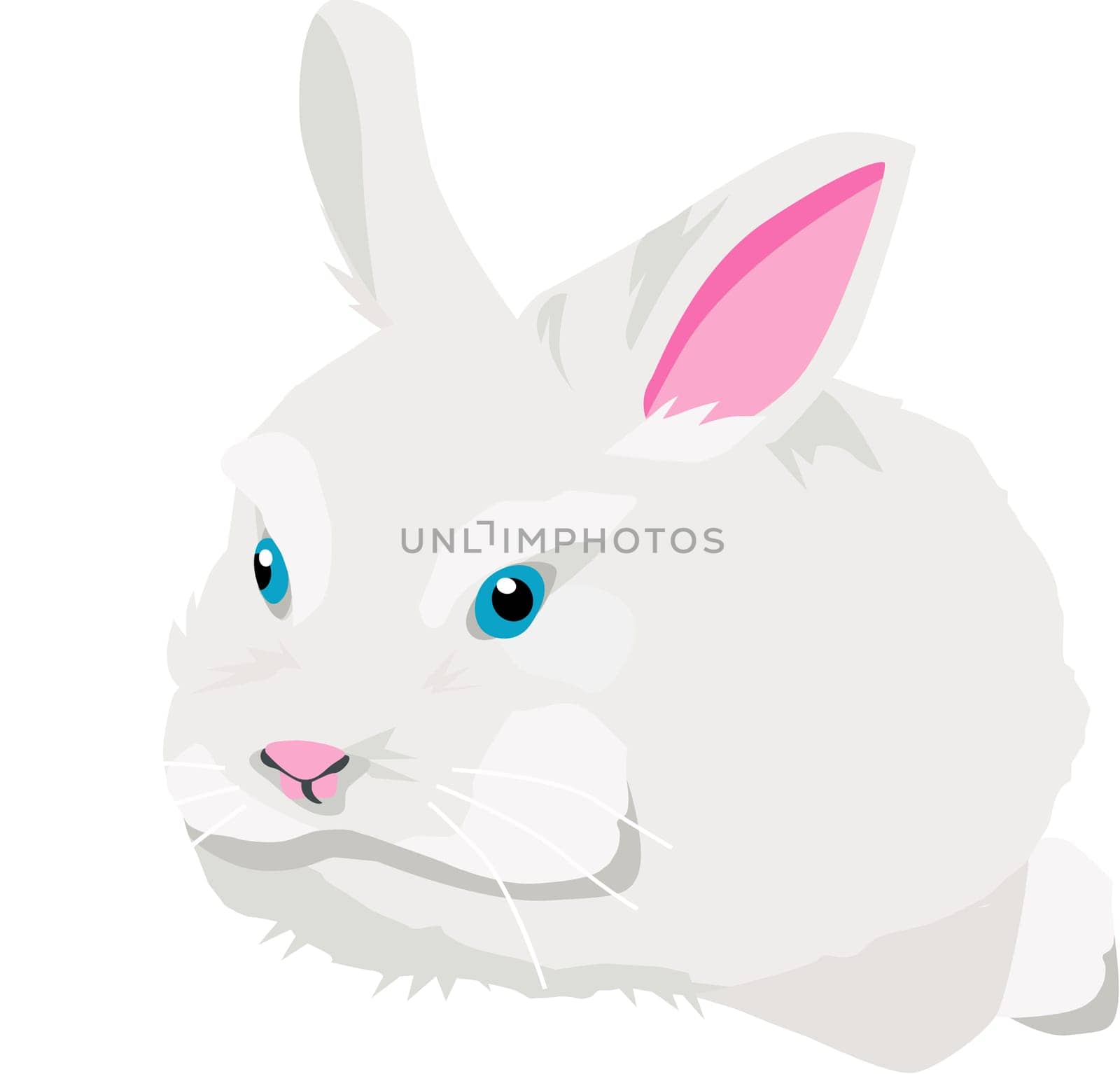 White rabbit