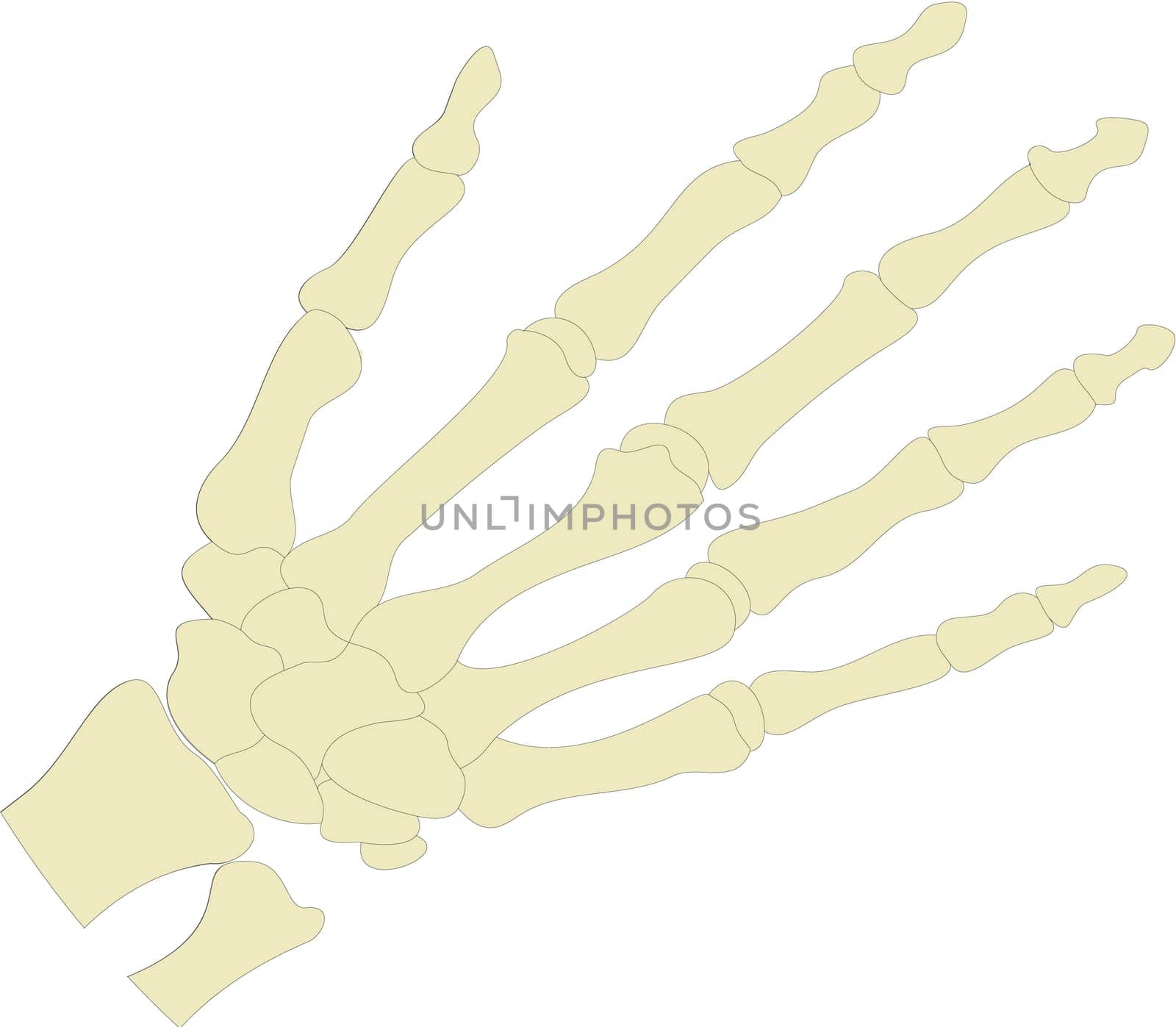 Hand