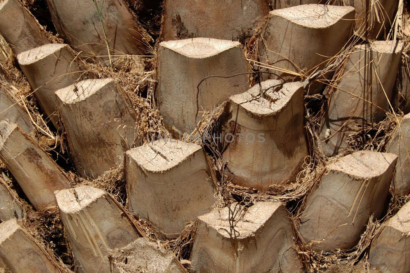 palm tree trunk