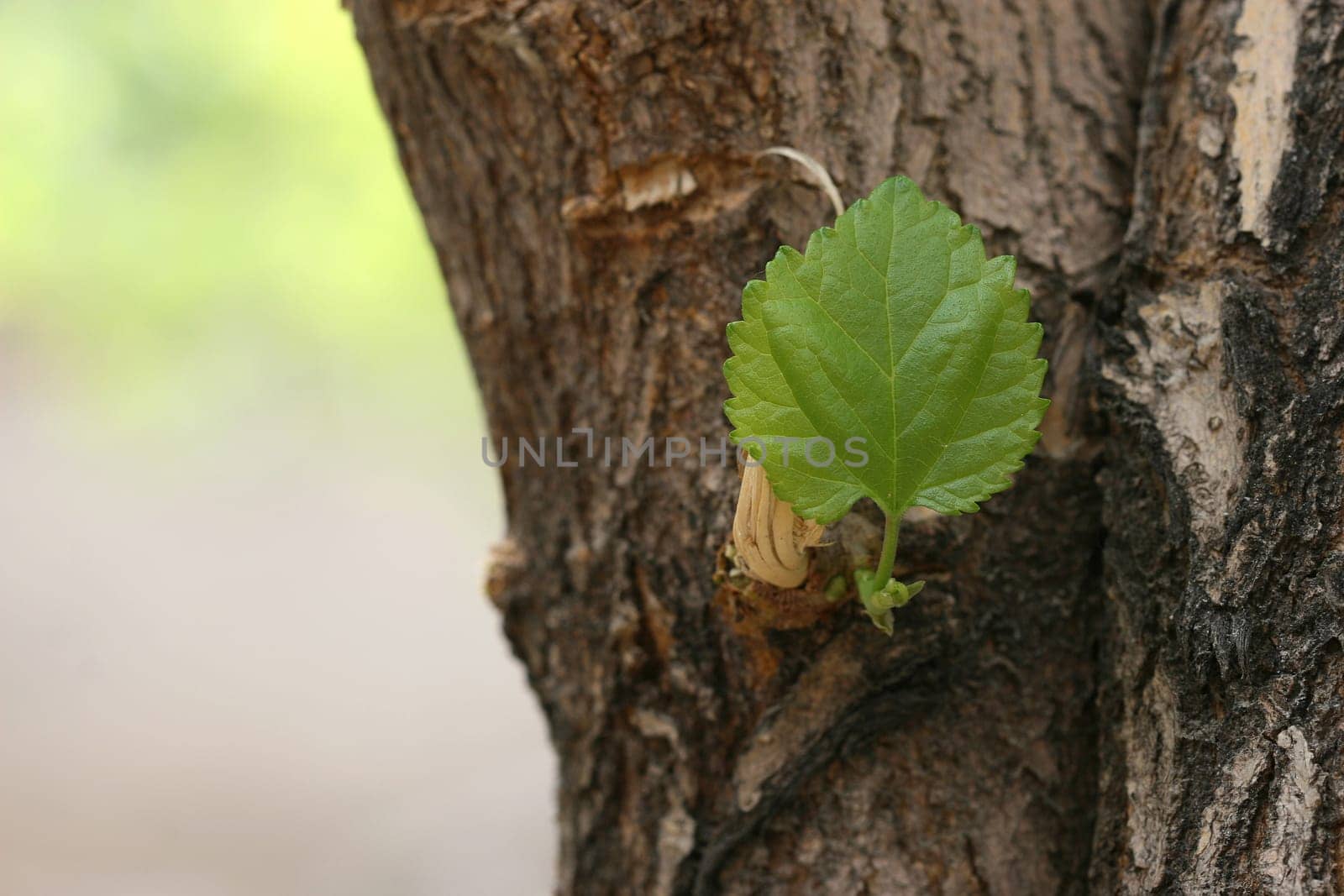 leaf background