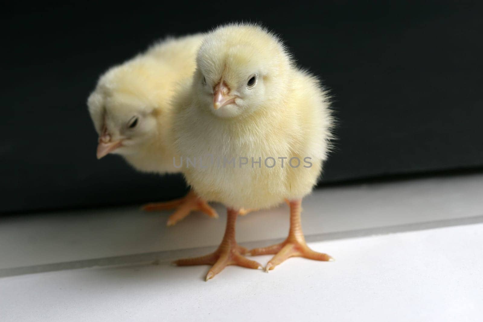 chicken baby