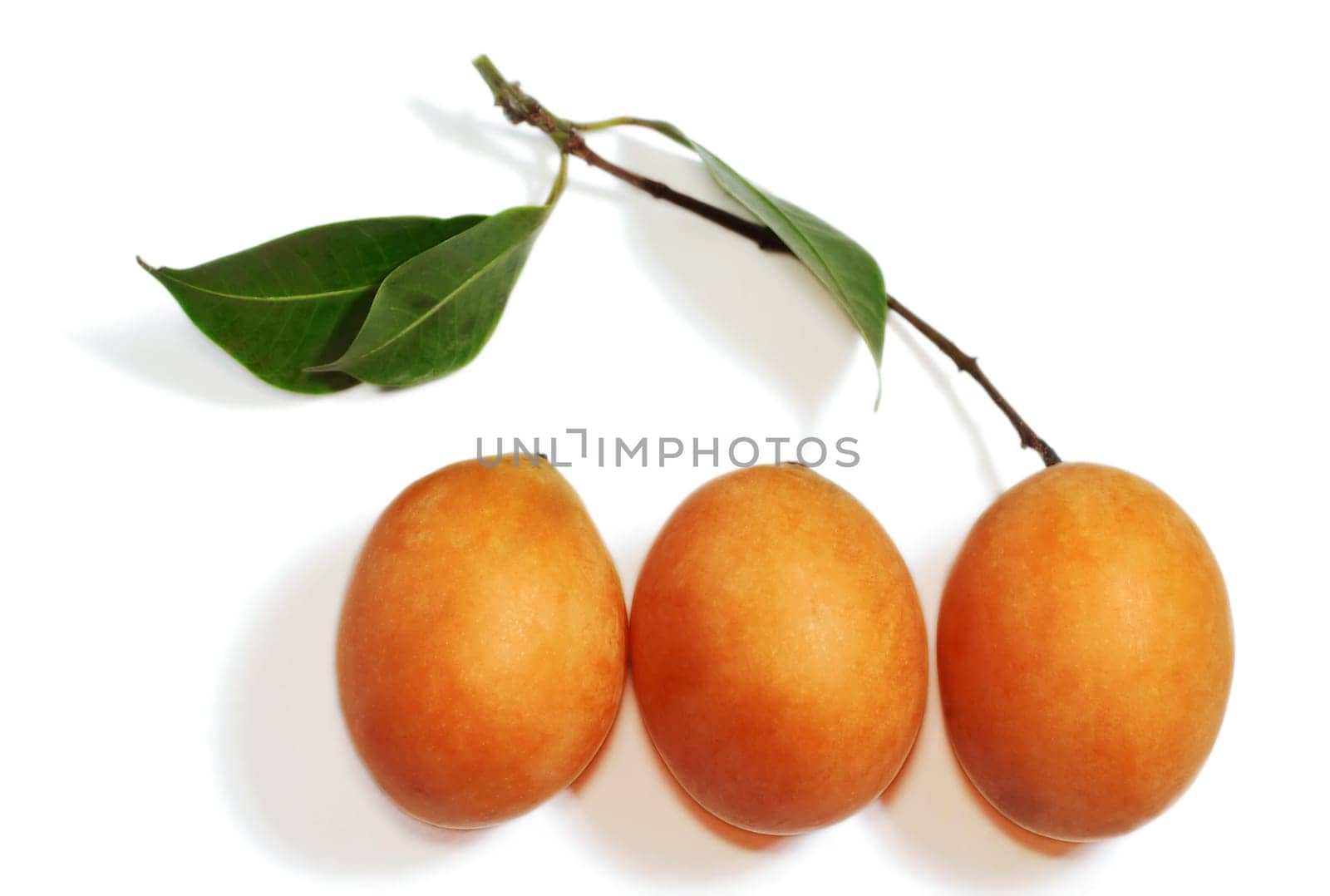 Exotic Thai Fruit. Maprang, Marian plum, Gandaria, Marian mango, Plum mango