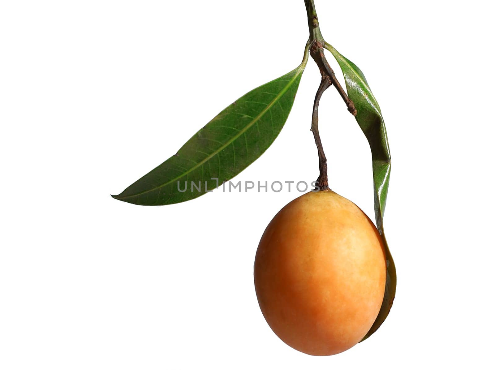 Exotic Thai Fruit. Maprang, Marian plum, Gandaria, Marian mango, Plum mango