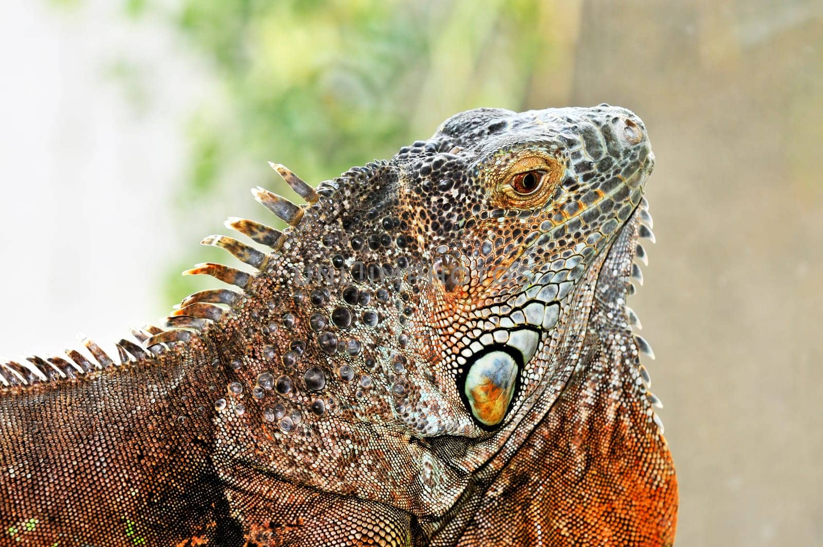 Green Iguana